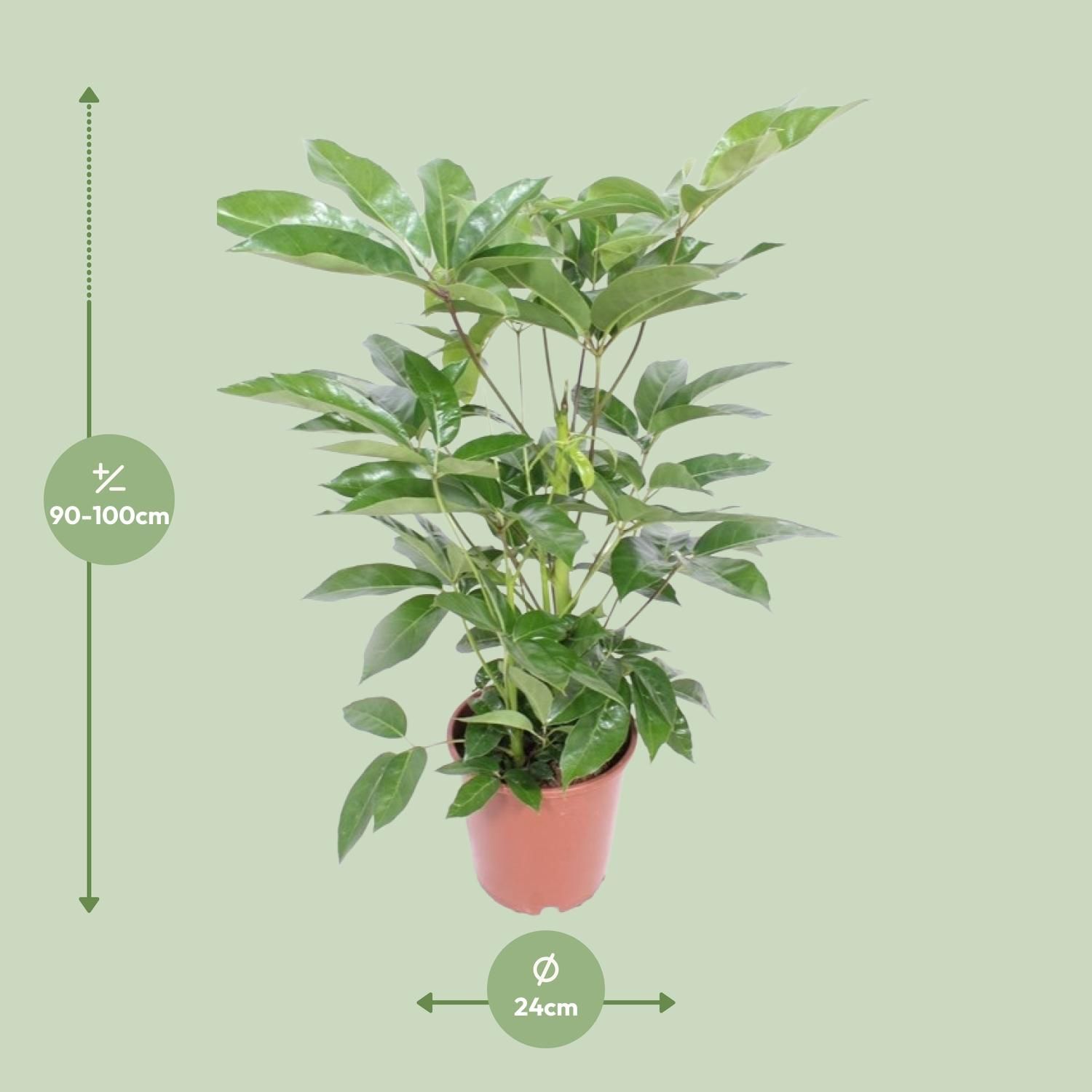 Schefflera Actinophylla Amate Zimmerpflanze