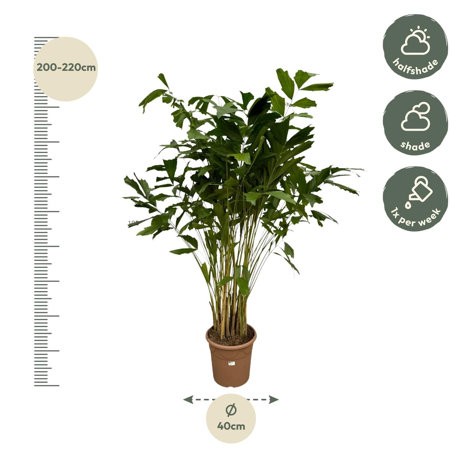 Caryota Mitis Fischschwanzpalme