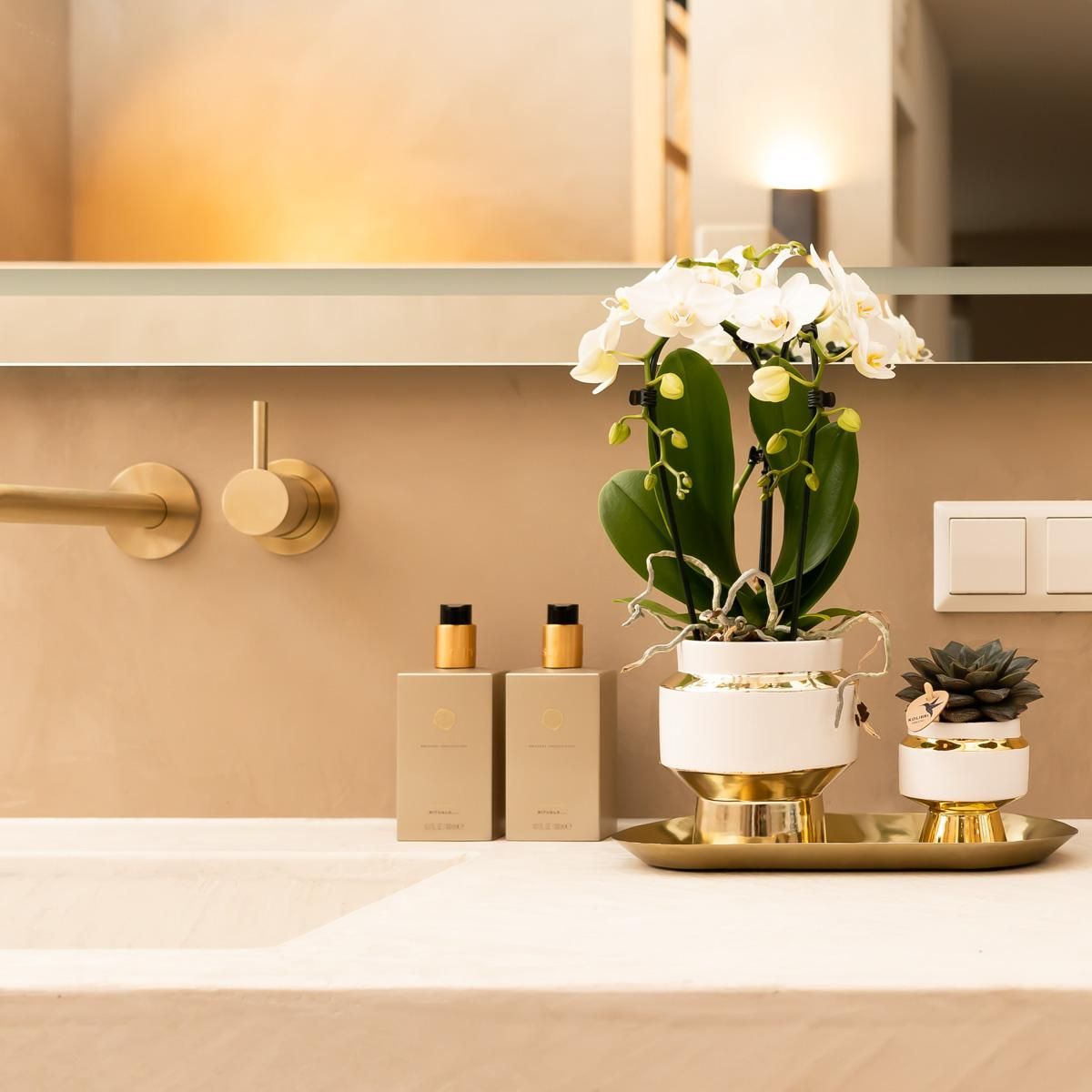 Weiße Orchidee Amabilis mit Sukkulente im eleganten Silber-Set