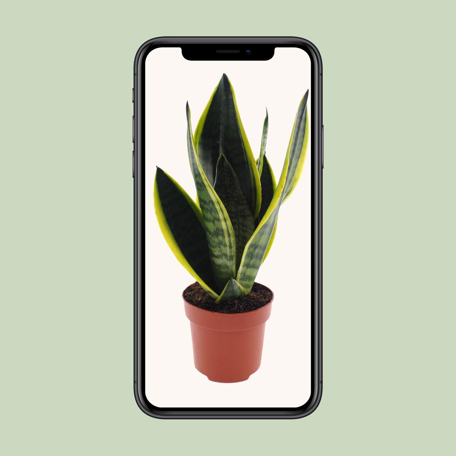 Sansevieria Futura Superba Zimmerpflanze