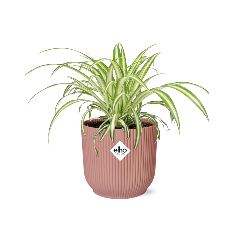 Grünlilie Chlorophytum Comosum Variegatum in ELHO Vibes Fold Topf