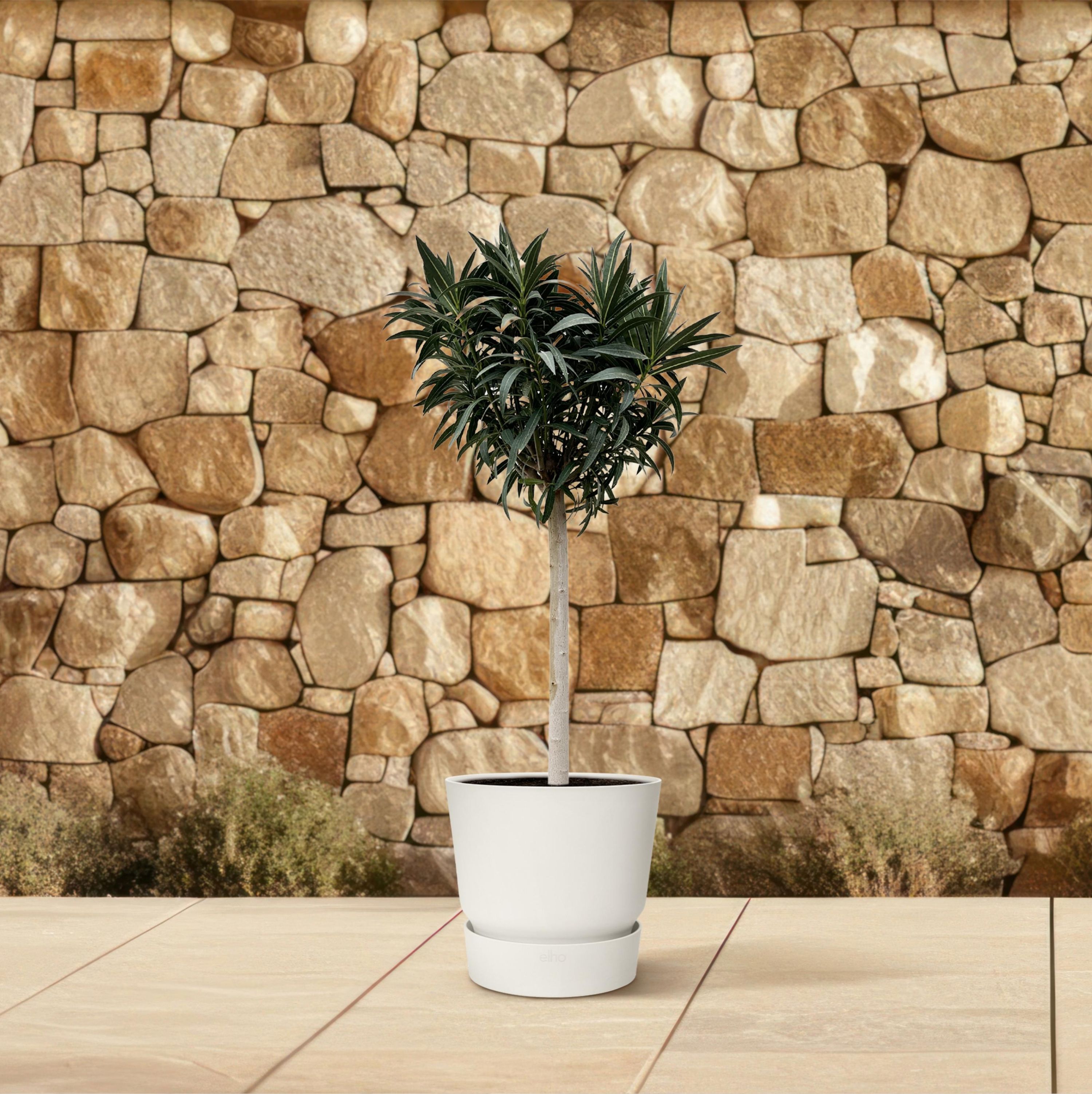 Nerium Oleander mit weißen Blüten auf Stamm