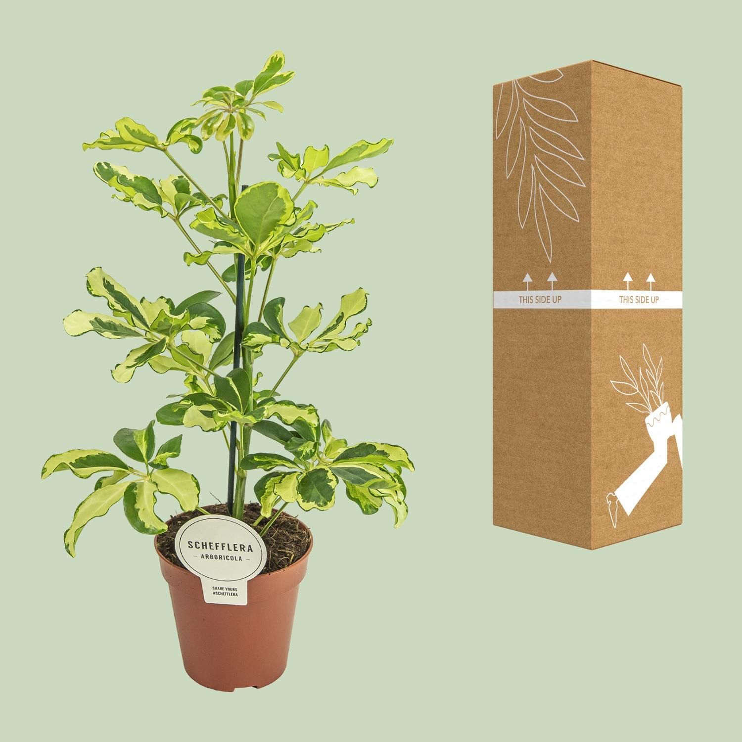 Schefflera Charlotte Zimmerpflanze