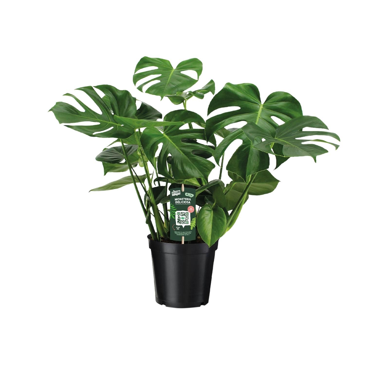 Monstera Deliciosa – Beliebte Zimmerpflanze mit dekorativen Blättern