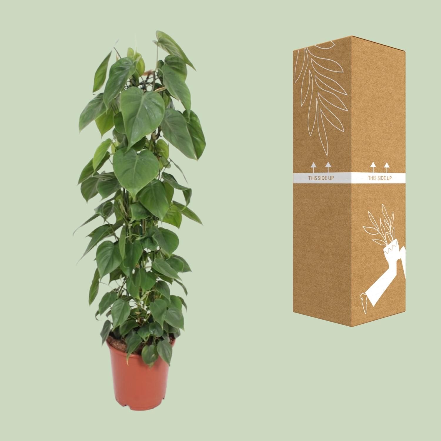 Philodendron Scandens Kletterpflanze