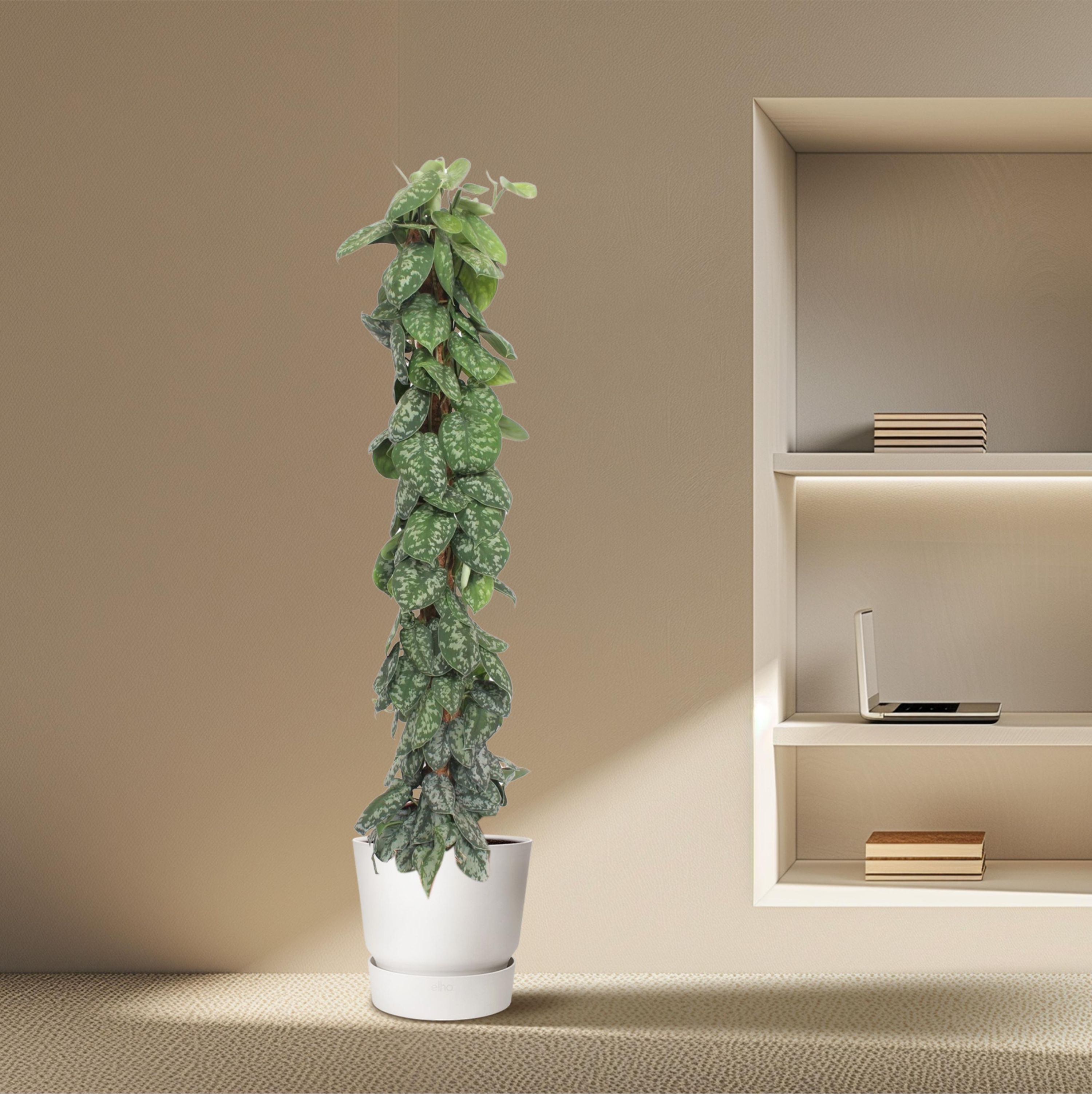 Scindapsus Pictus Trebie - Kletterpflanze mit Silbermarmorierung