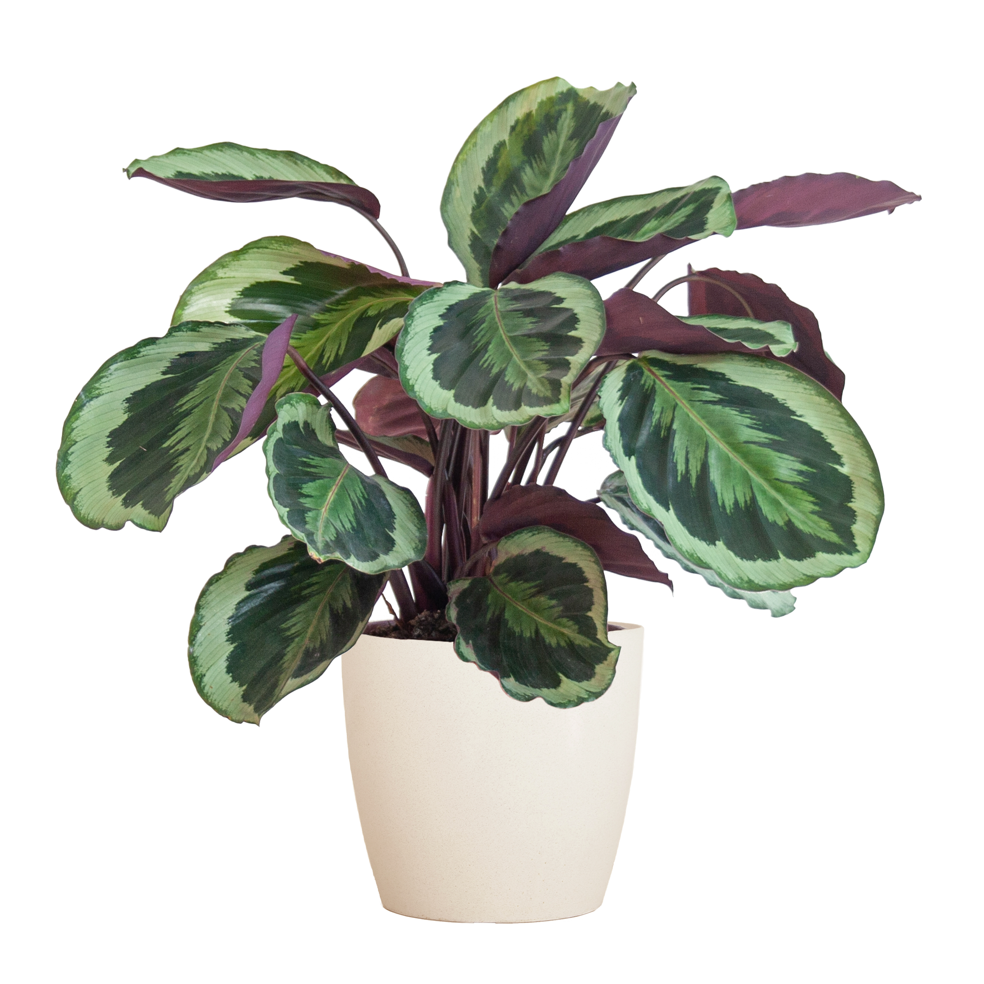 Calathea Medaillon Zimmerpflanze mit Viber Übertopf