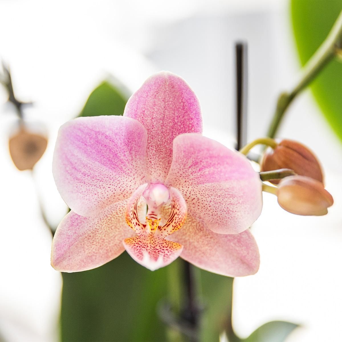Phalaenopsis Orchideen 2er Kombi – Altrosa – Ø12cm Topf – Blühende Zimmerpflanze