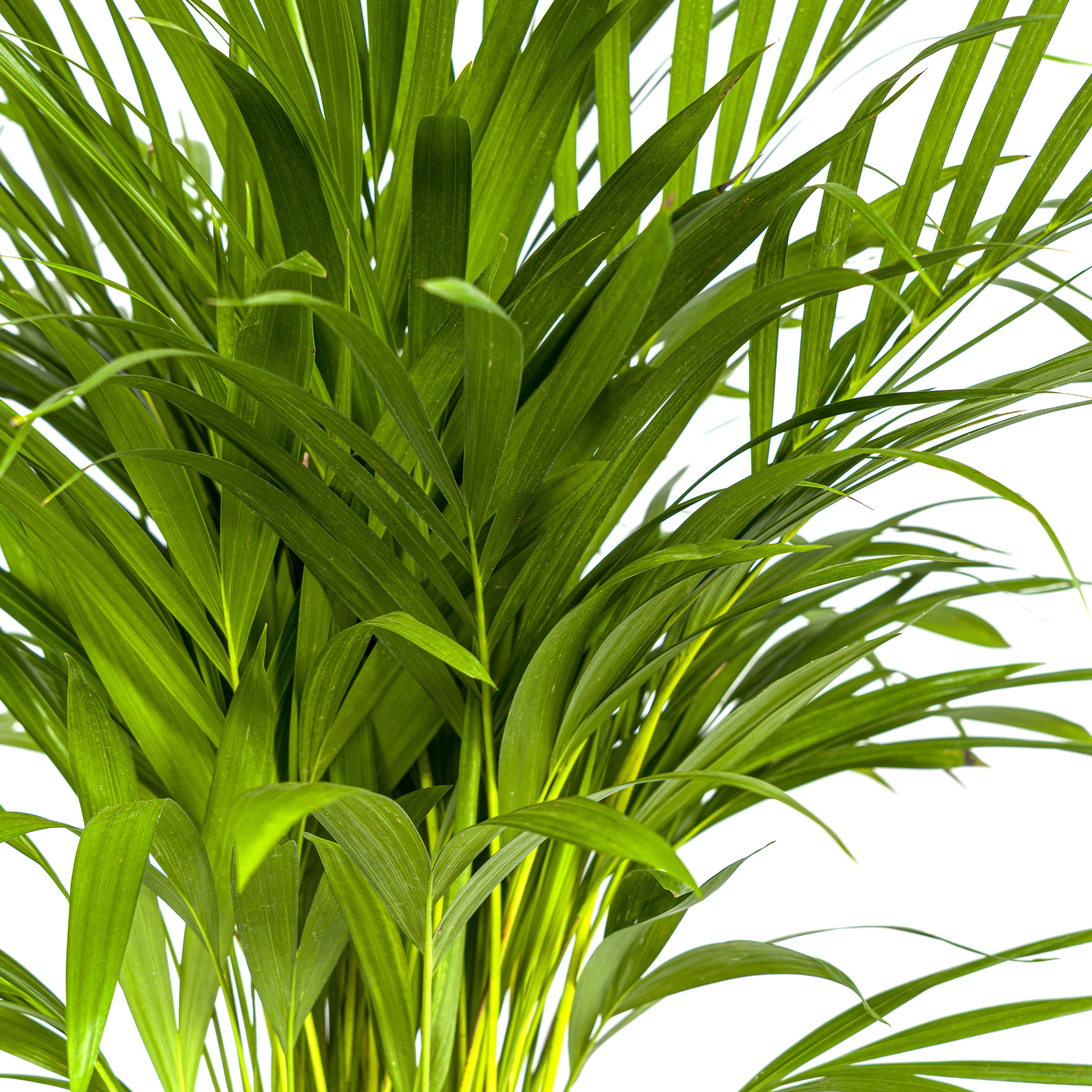 Areca Palme Ø19cm – Immergrüne Pflanze für drinnen – 80-100cm Hoch