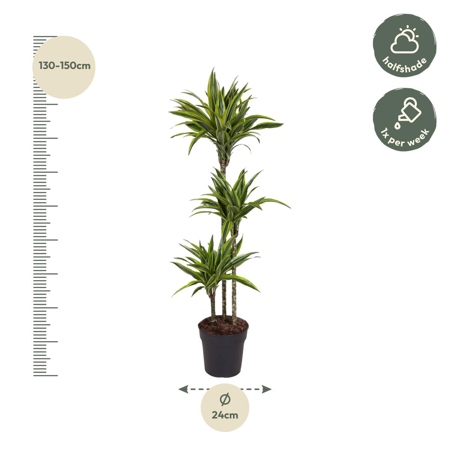 Dracaena Lemon Lime Zimmerpflanze