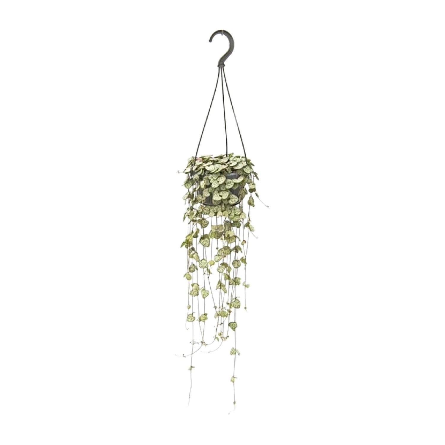 Ceropegia Woodii Hängend Zimmerpflanze