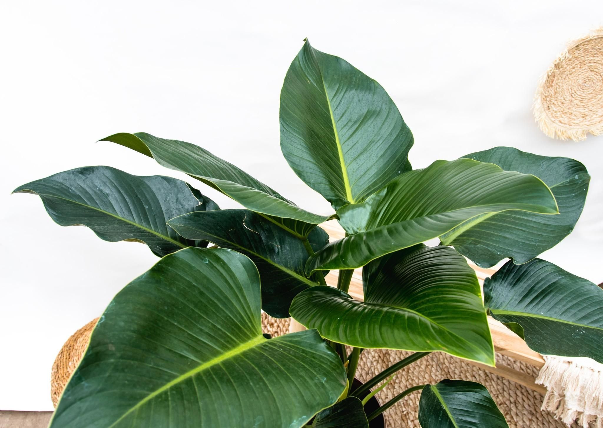 Philodendron Green Beauty Zimmerpflanze