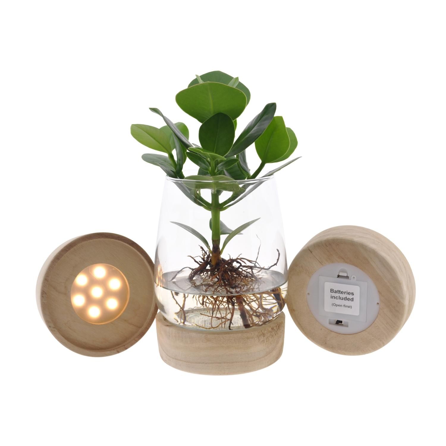 Clusia Hydroponische Zimmerpflanze mit LED im Glas