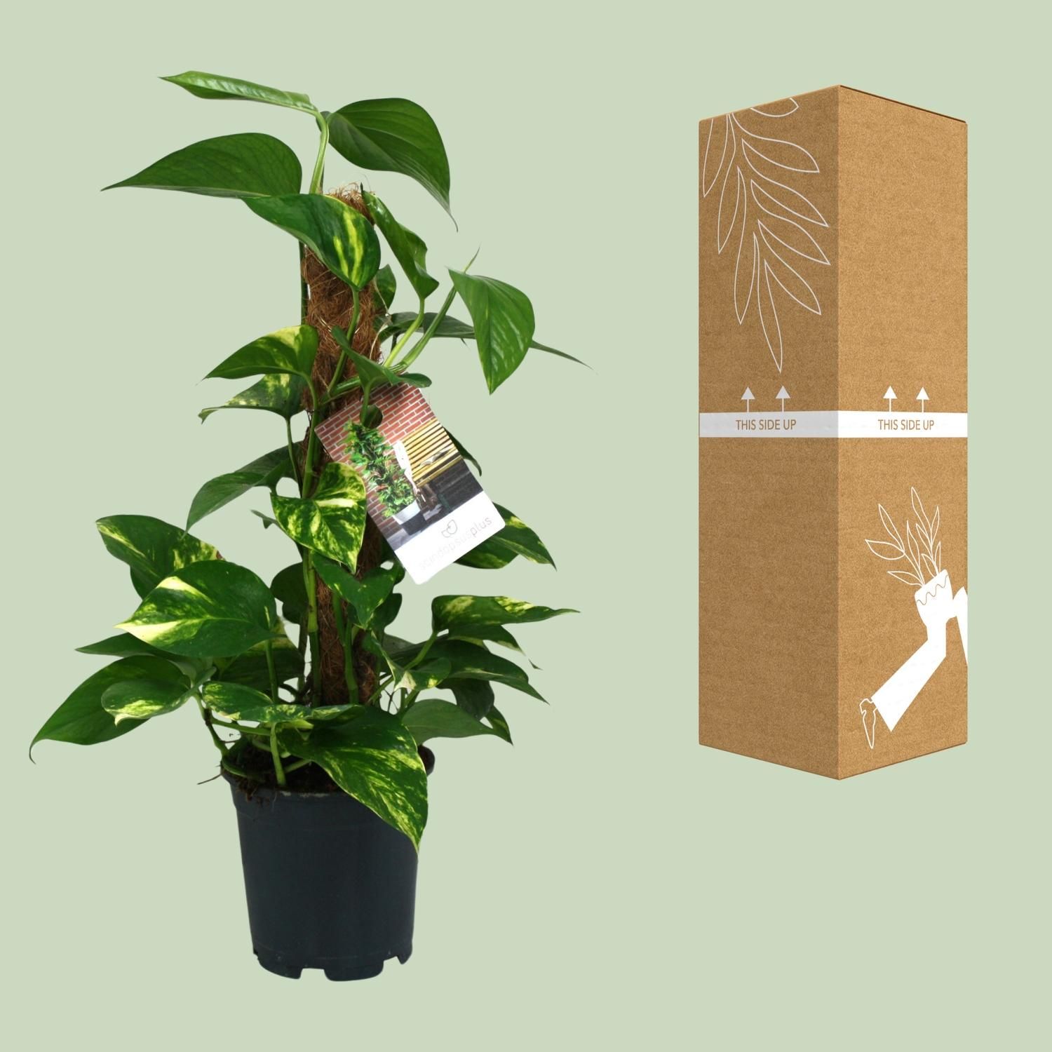 Scindapsus Epipremnum Zimmerpflanze mit üppigem Laub