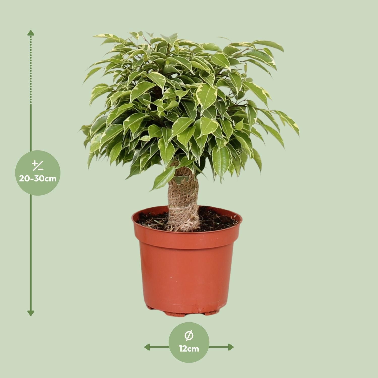 Ficus Benjamina Kinky Elegante Zimmerpflanze