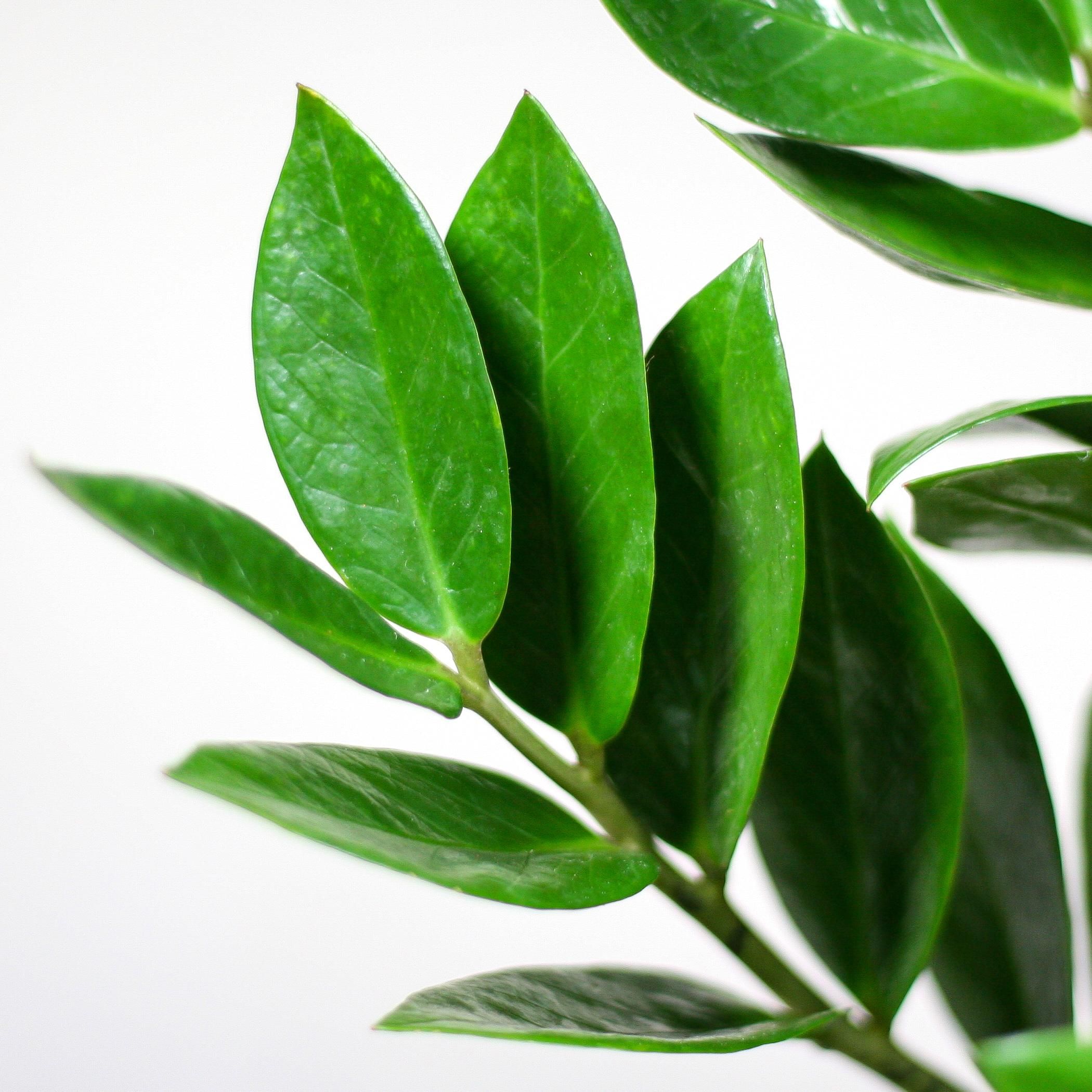 Zamioculcas Zamiifolia mit Korb – 80cm hoch – Ø21cm