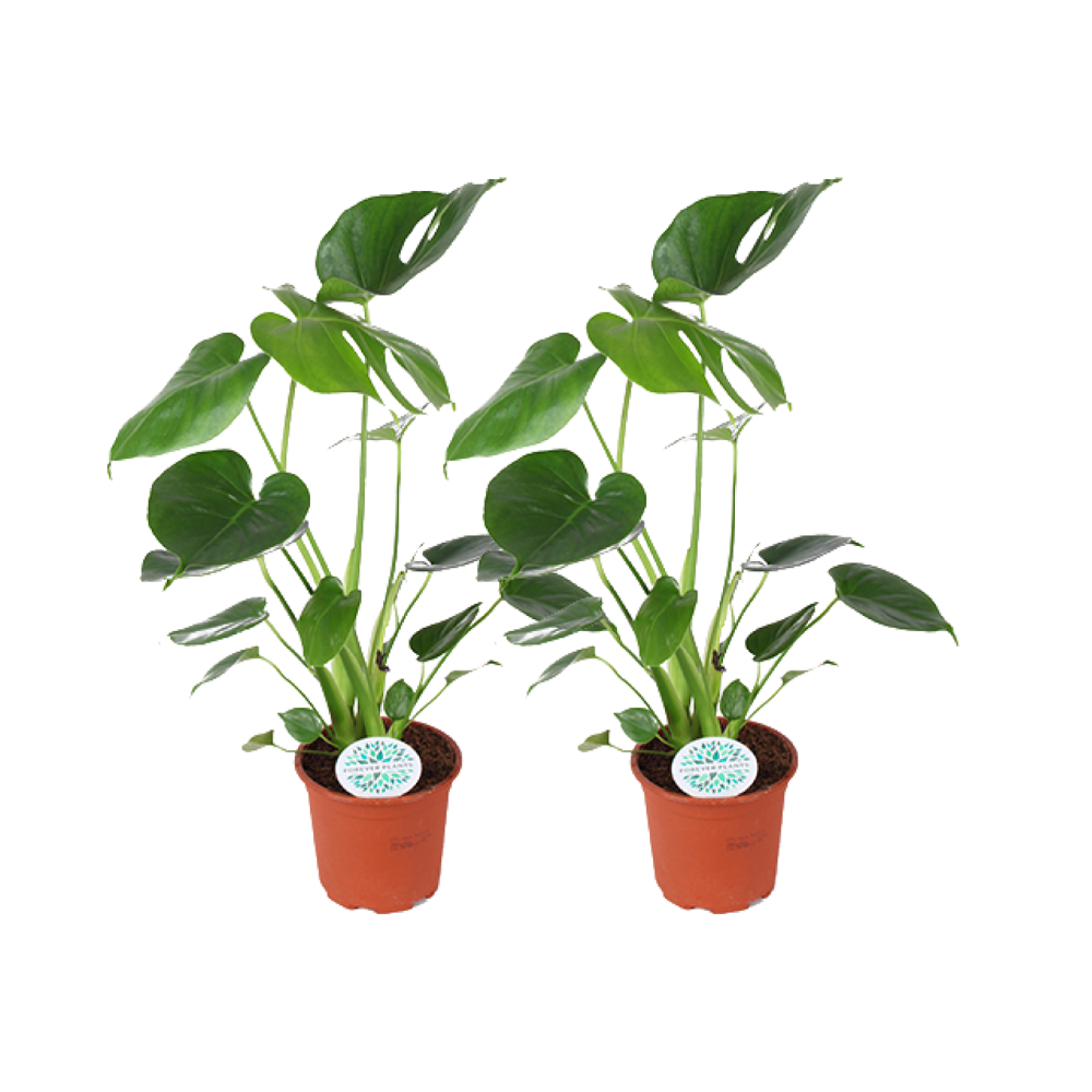 Monstera Deliciosa – 2er Set | Ø14cm – Topqualität