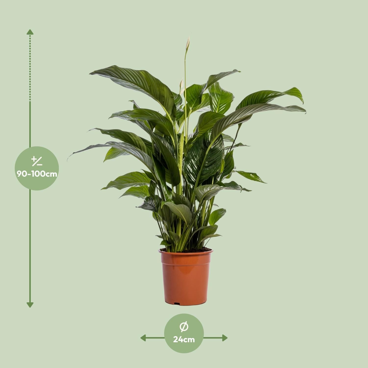 Spathiphyllum Bellini - Friedenslilie Zimmerpflanze