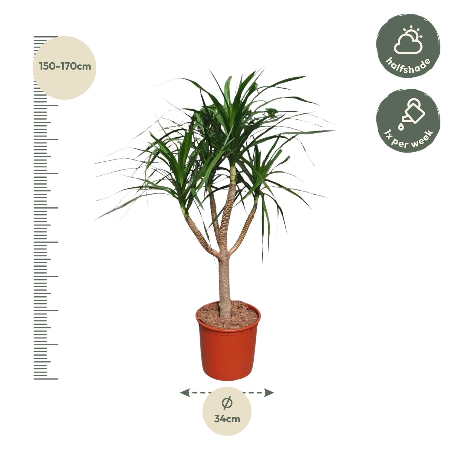 Dracaena Draco kompakt Zimmerpflanze