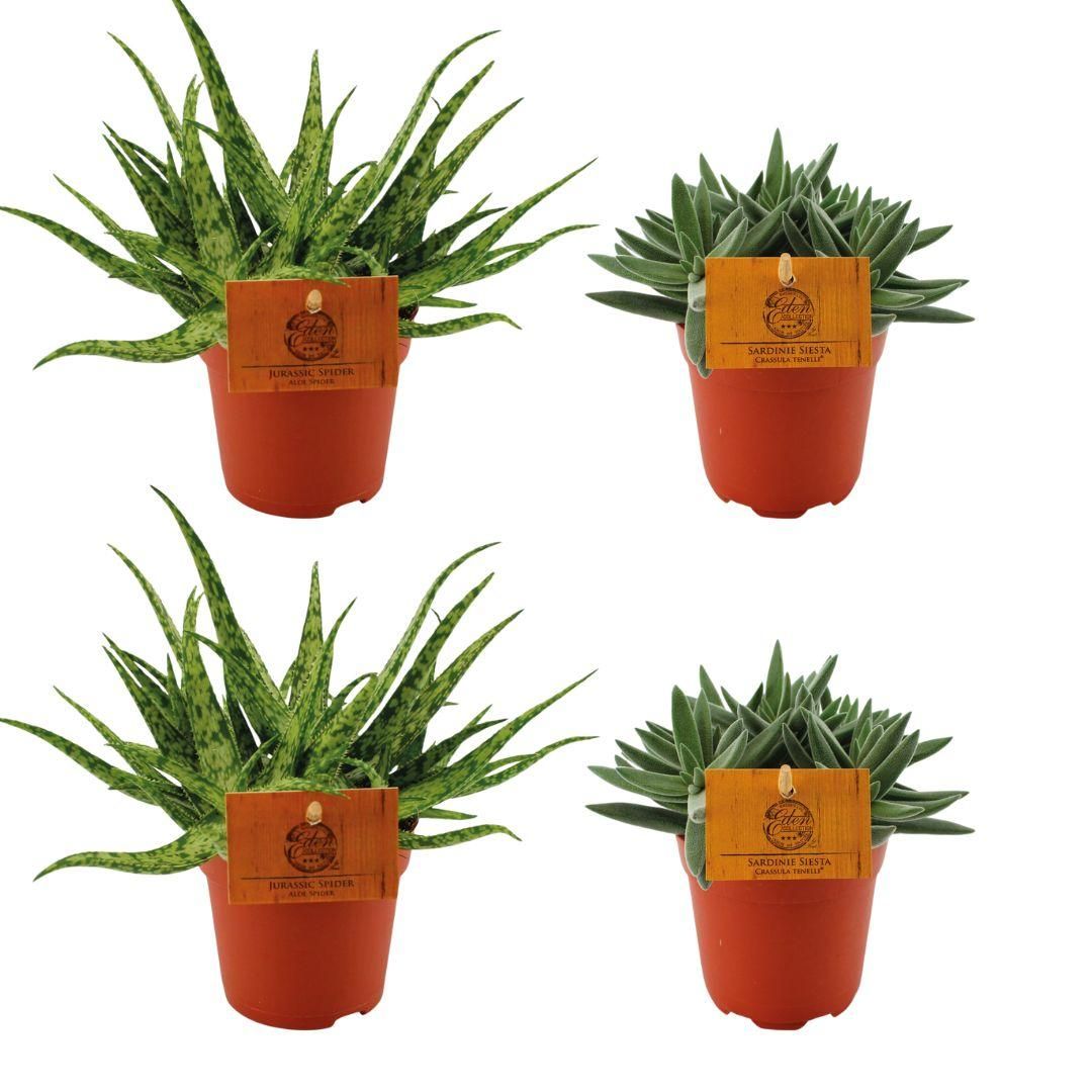Aloe Spider und Crassula Tenelli Set