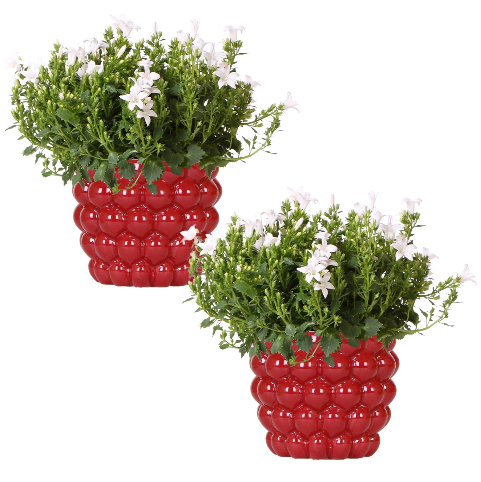 2x Campanula Addenda Ambella White – Winterhart – Staude im Dekotopf