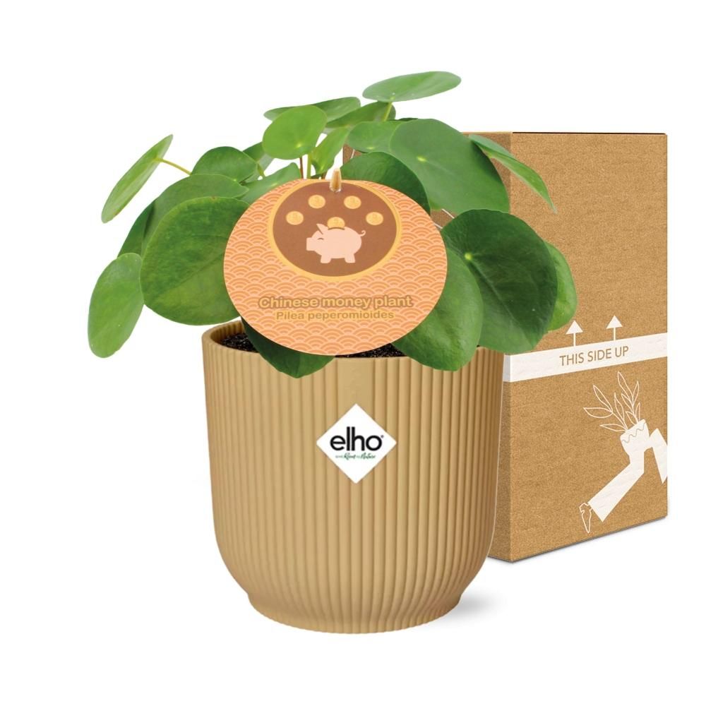 Pilea Peperomioides Zimmerpflanze im ELHO Vibes Fold Übertopf