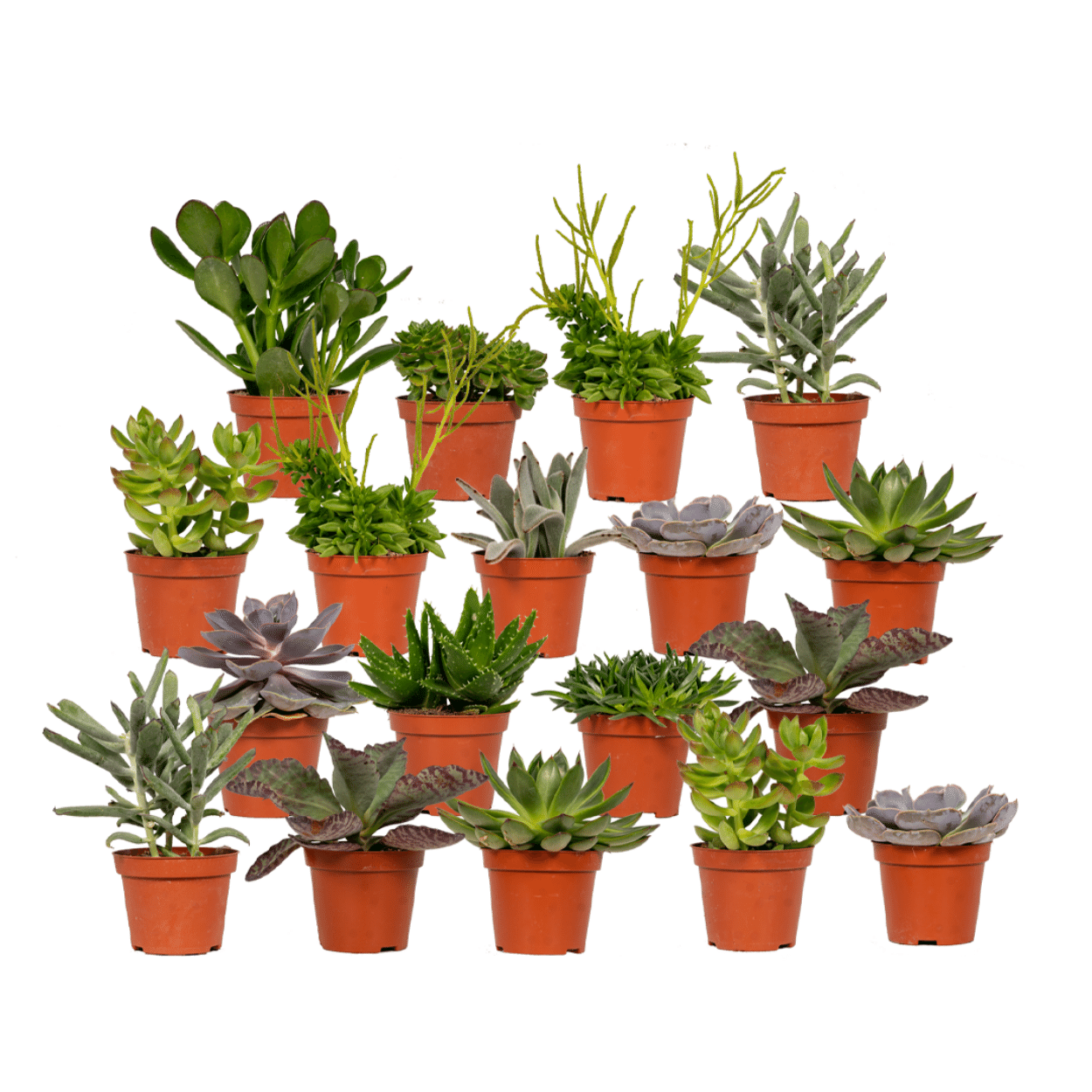 Sukkulenten Mix mit verschiedenen Arten