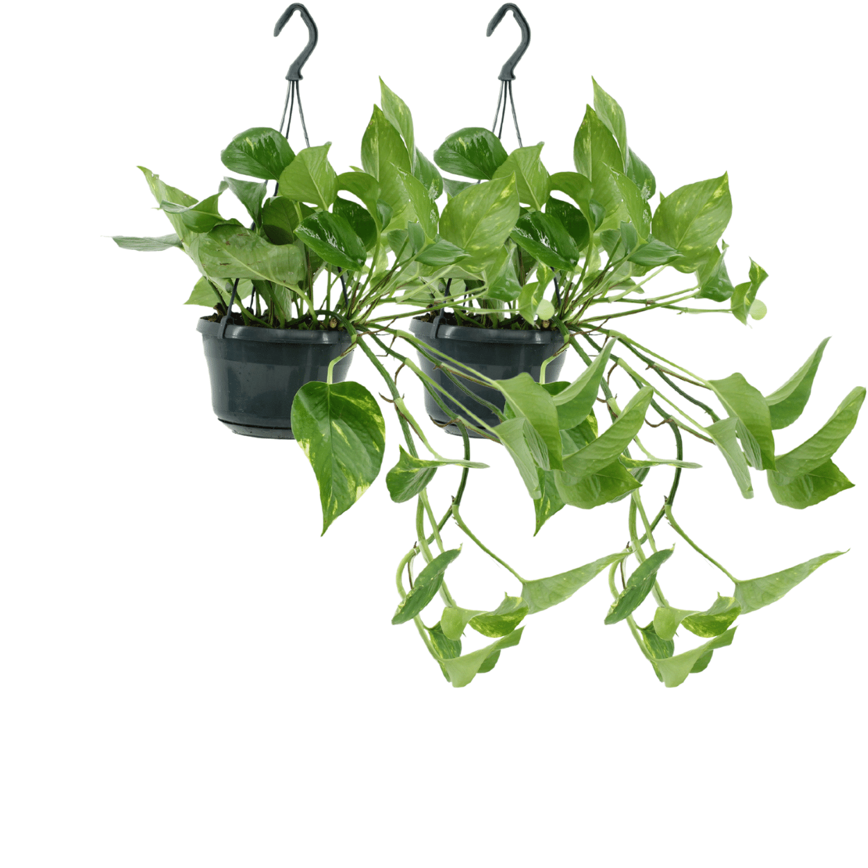 Epipremnum Aureum – Robust und Vielseitig