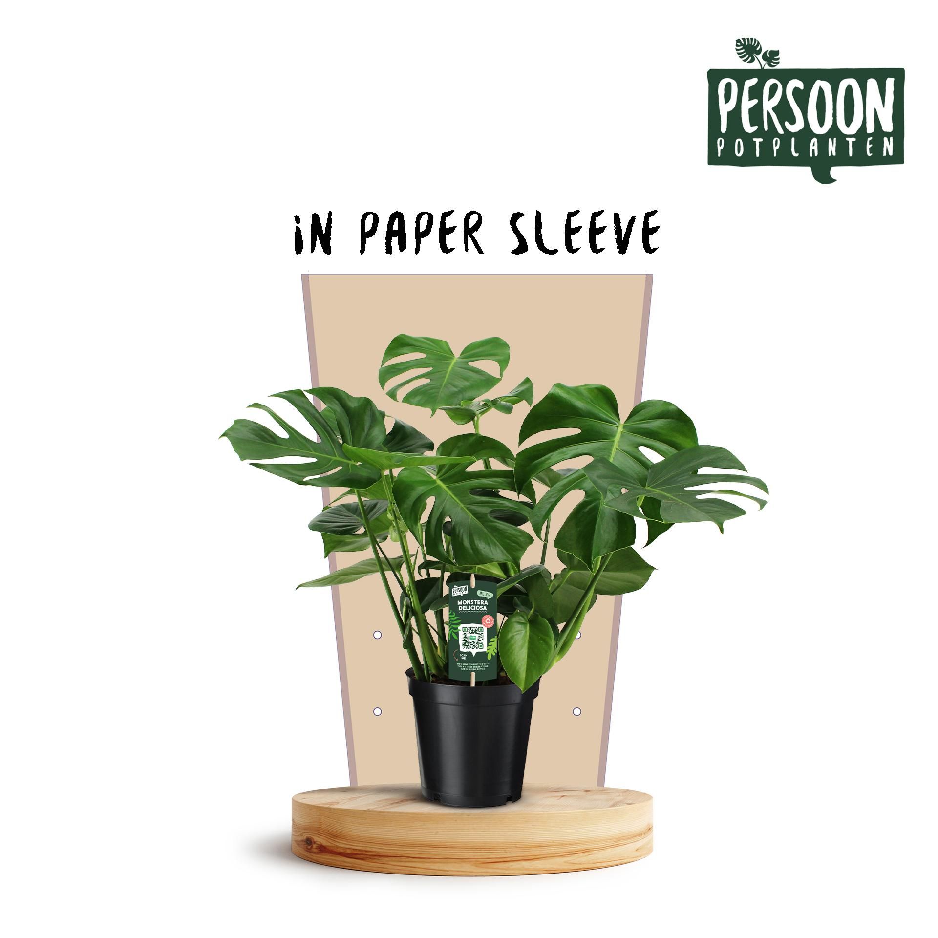 Monstera Deliciosa Zimmerpflanze