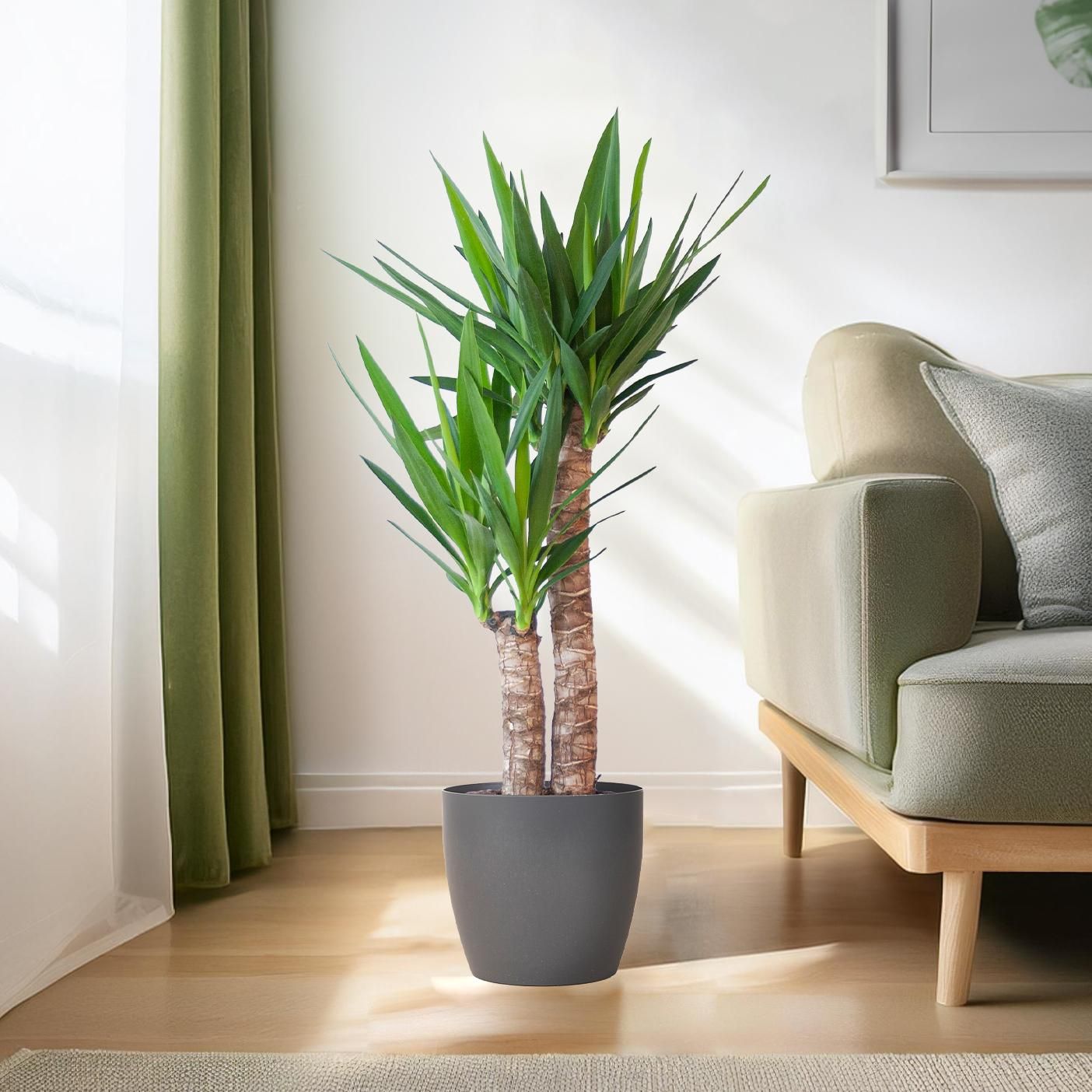 Yucca Elephantipes | 90cm | Ø21 | Viber Topf Schwarz