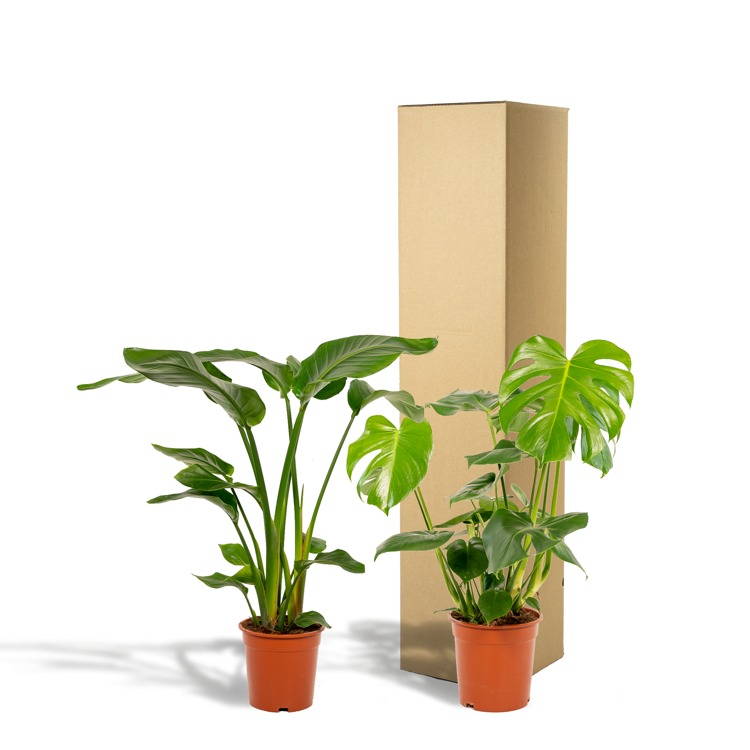 Tropisches Pflanzen-Set mit Strelitzia Nicolai und Monstera Deliciosa