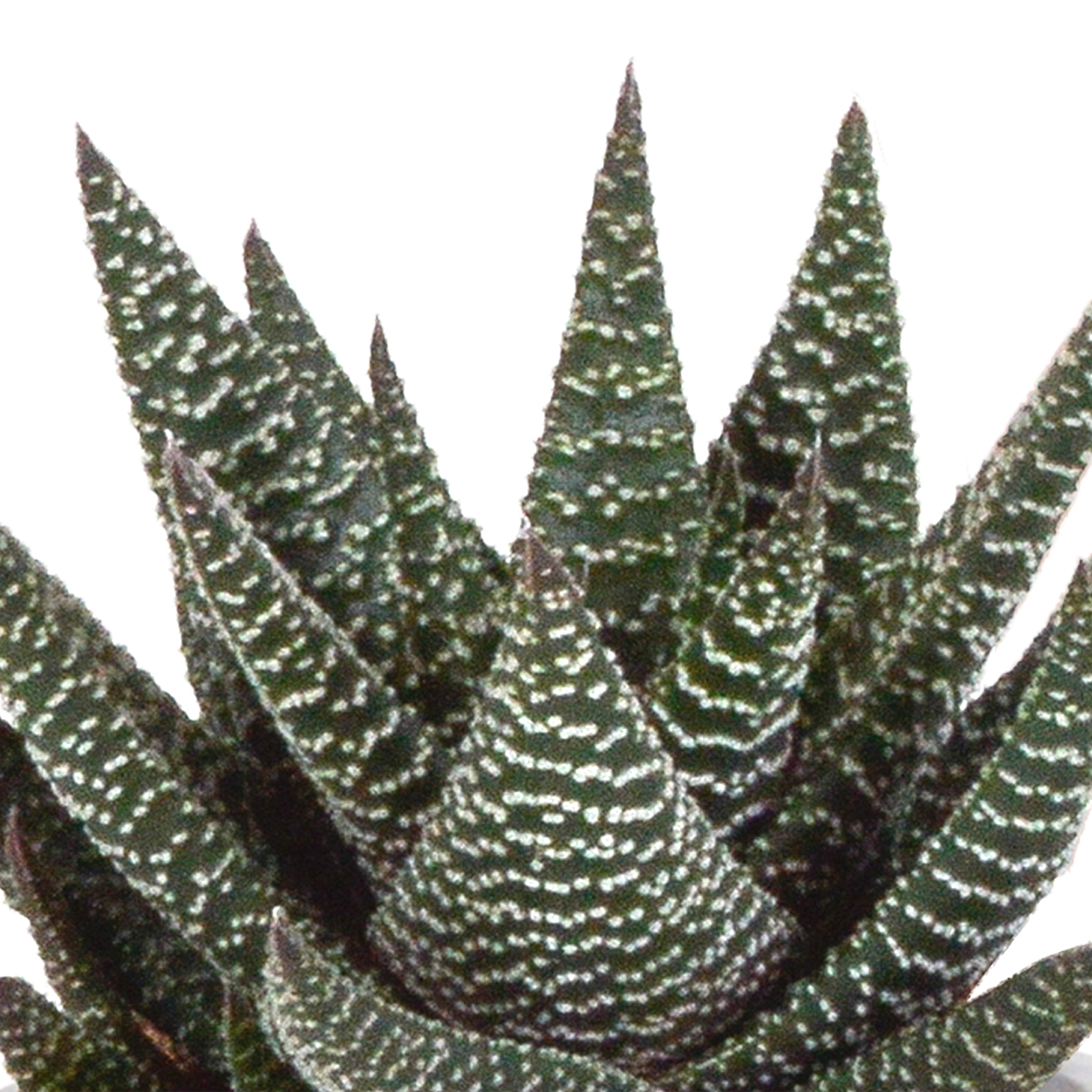 Gasteria und Haworthia Mix in Mexikanischem Topf