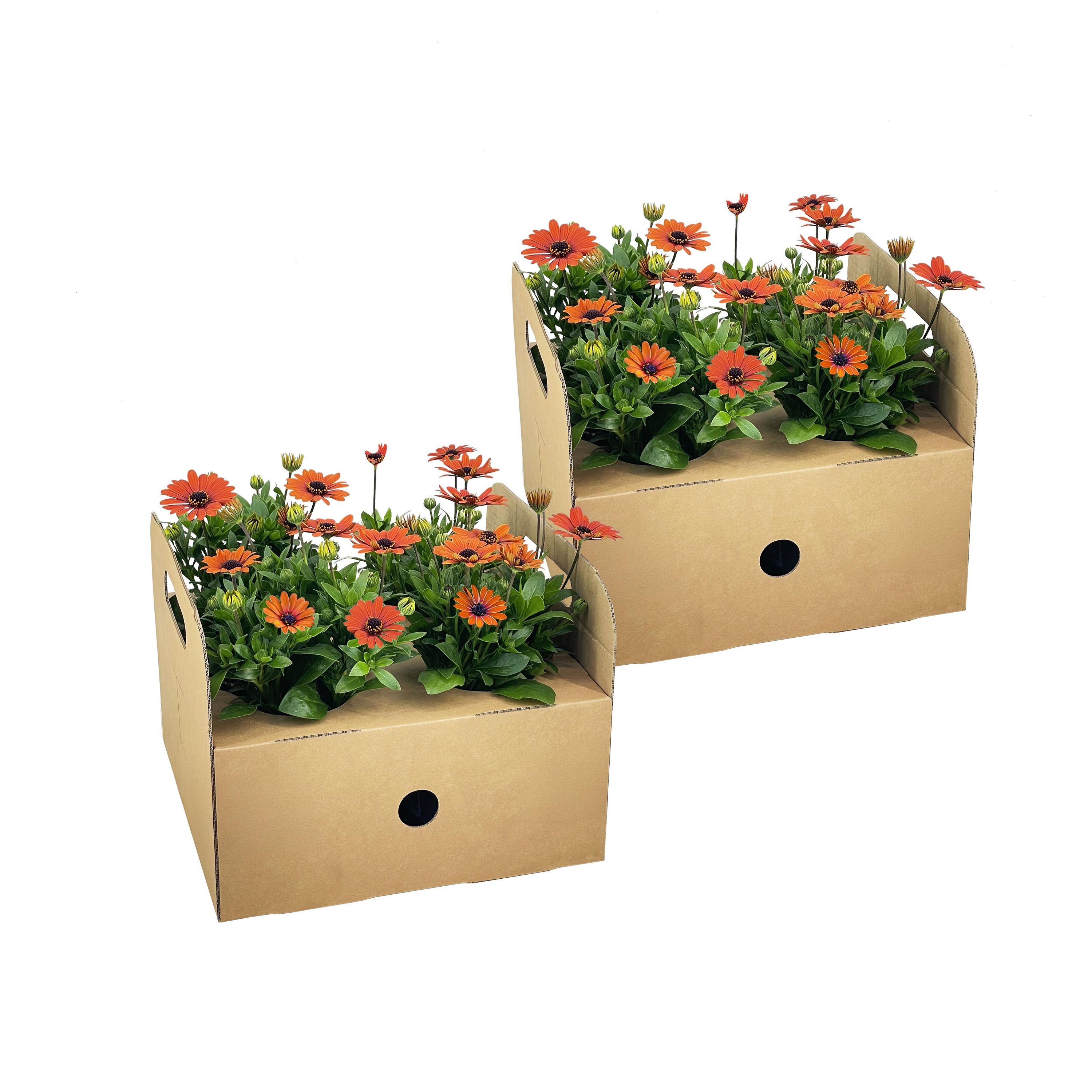 8x Kapkörbchen Osteospermum Orange | Ø12 cm | ↕20 cm