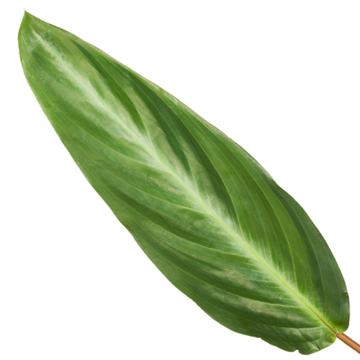 Calathea Stripestar Zimmerpflanze