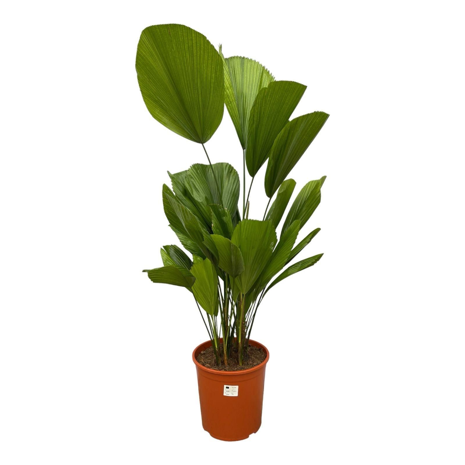 Licuala Grandis Zimmerpalme