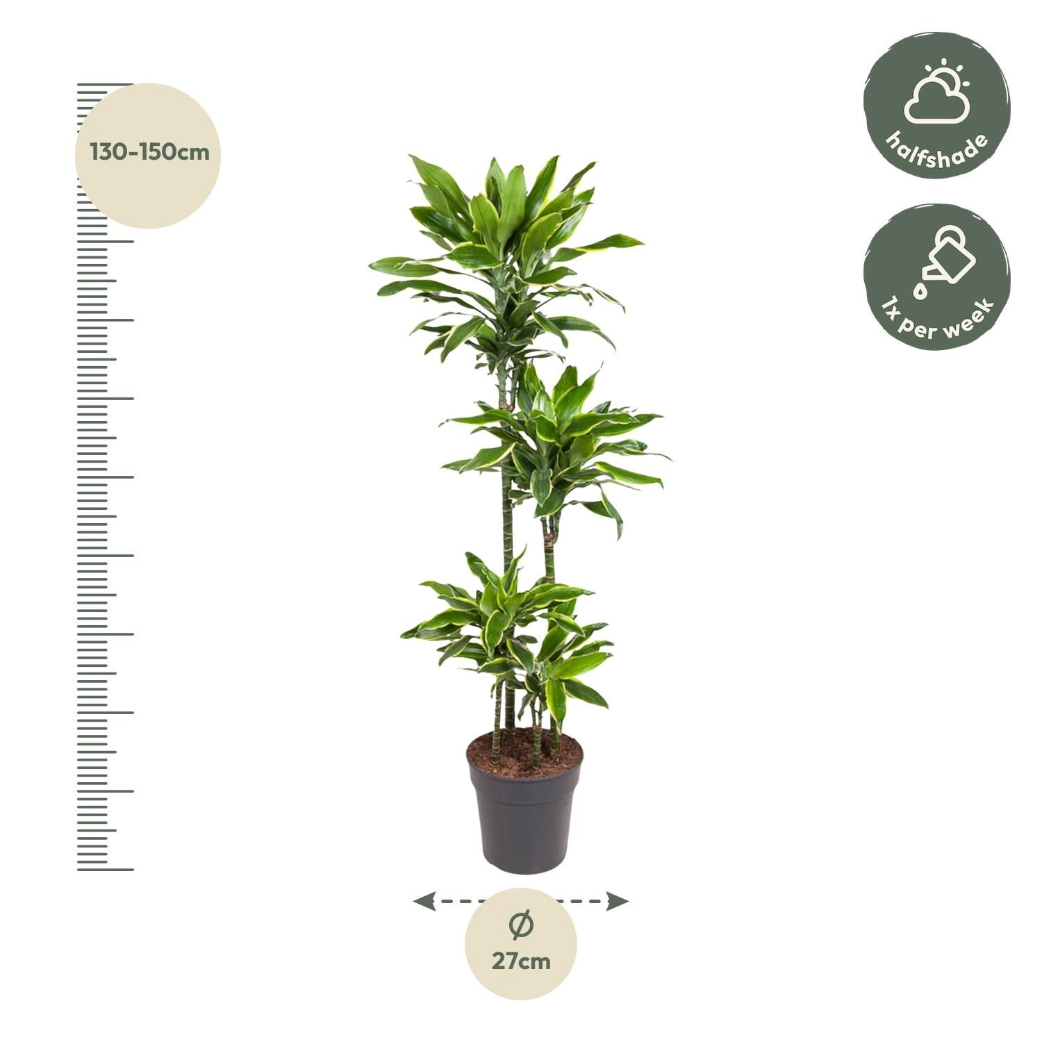 Dracaena Golden Coast Zimmerpflanze