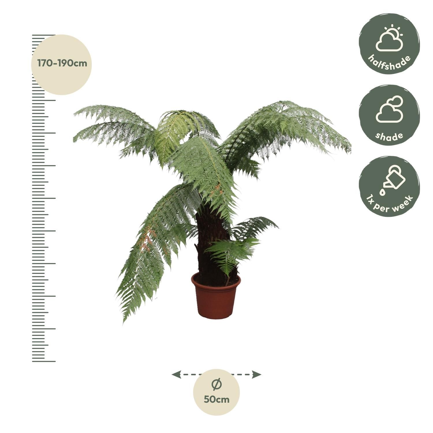 Dicksonia Antarctica Farn mit imposantem Wuchs
