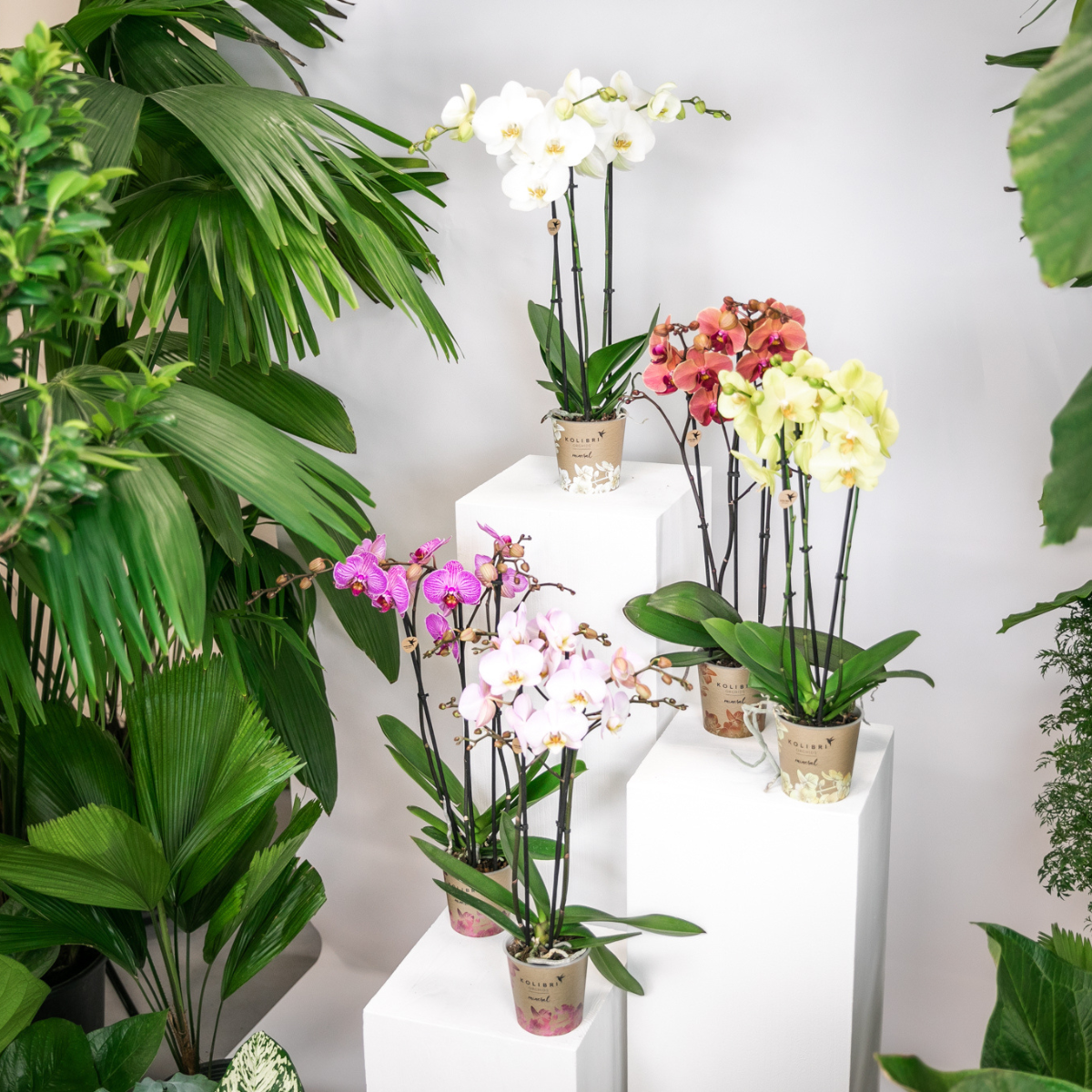 Kolibri Orchideen Überraschungsbox Mix