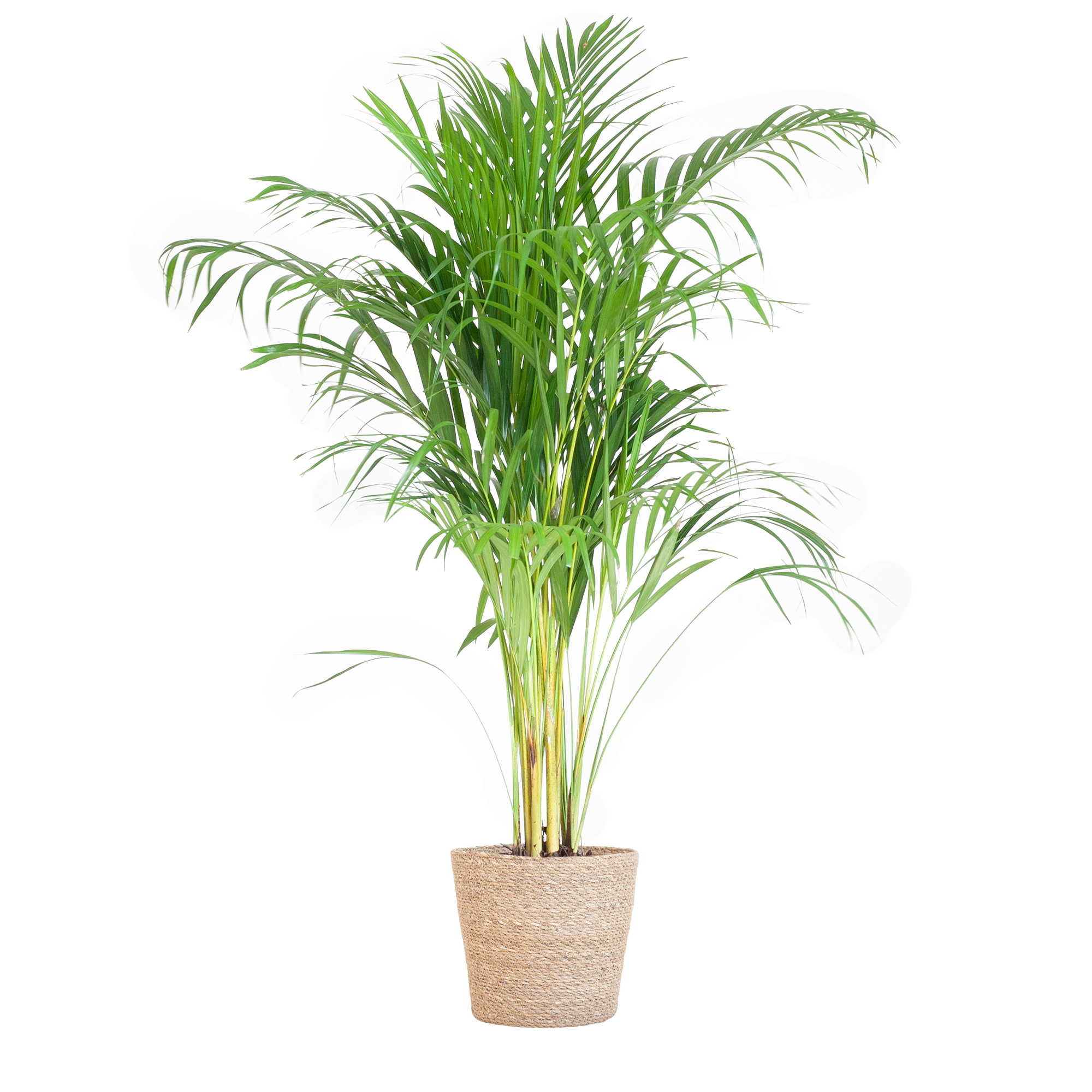 Areca Goldfruchtpalme mit Korb - 100cm | Ø21cm