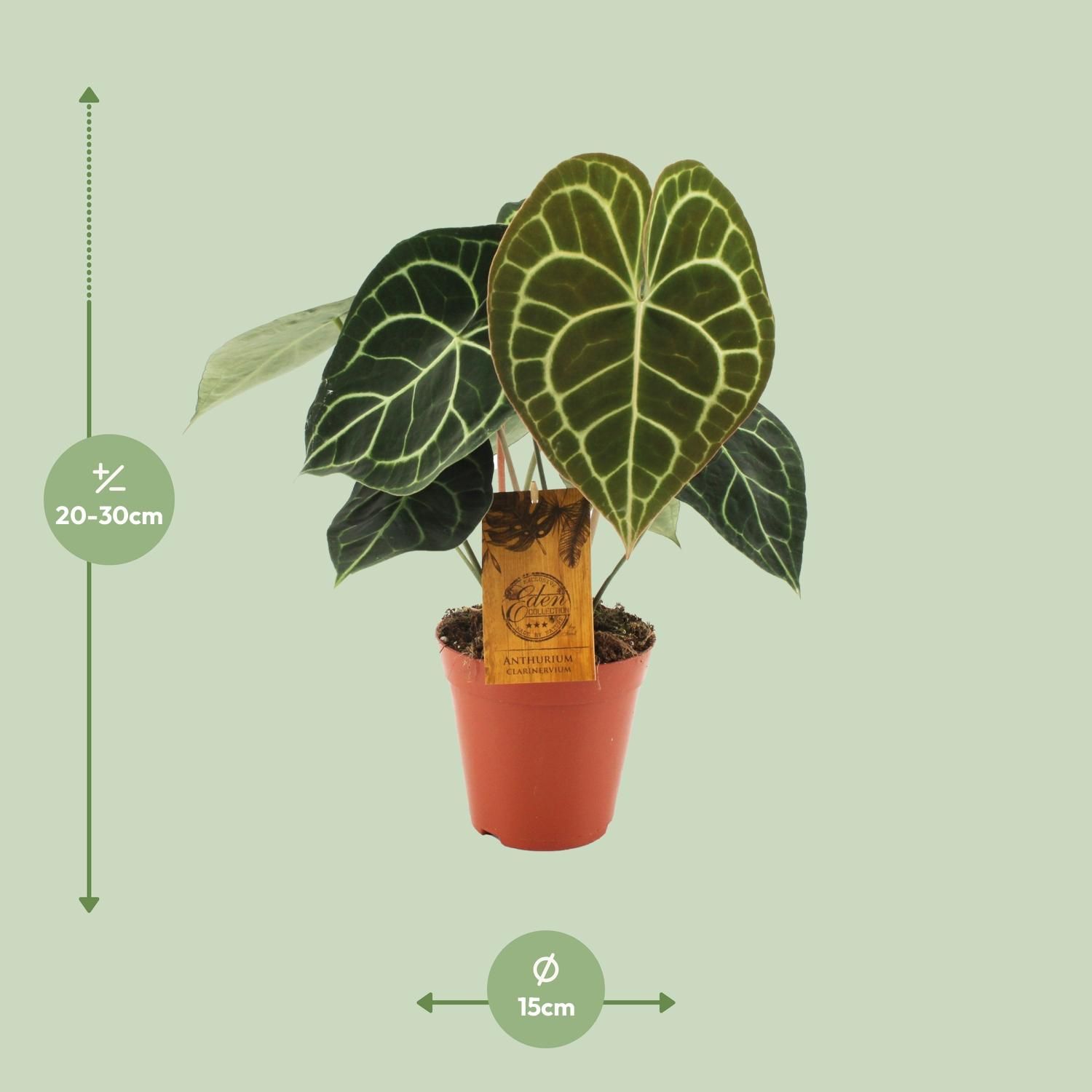 Anthurium Clarinervium | Grünpflanze | Ø15cm | ↕25cm
