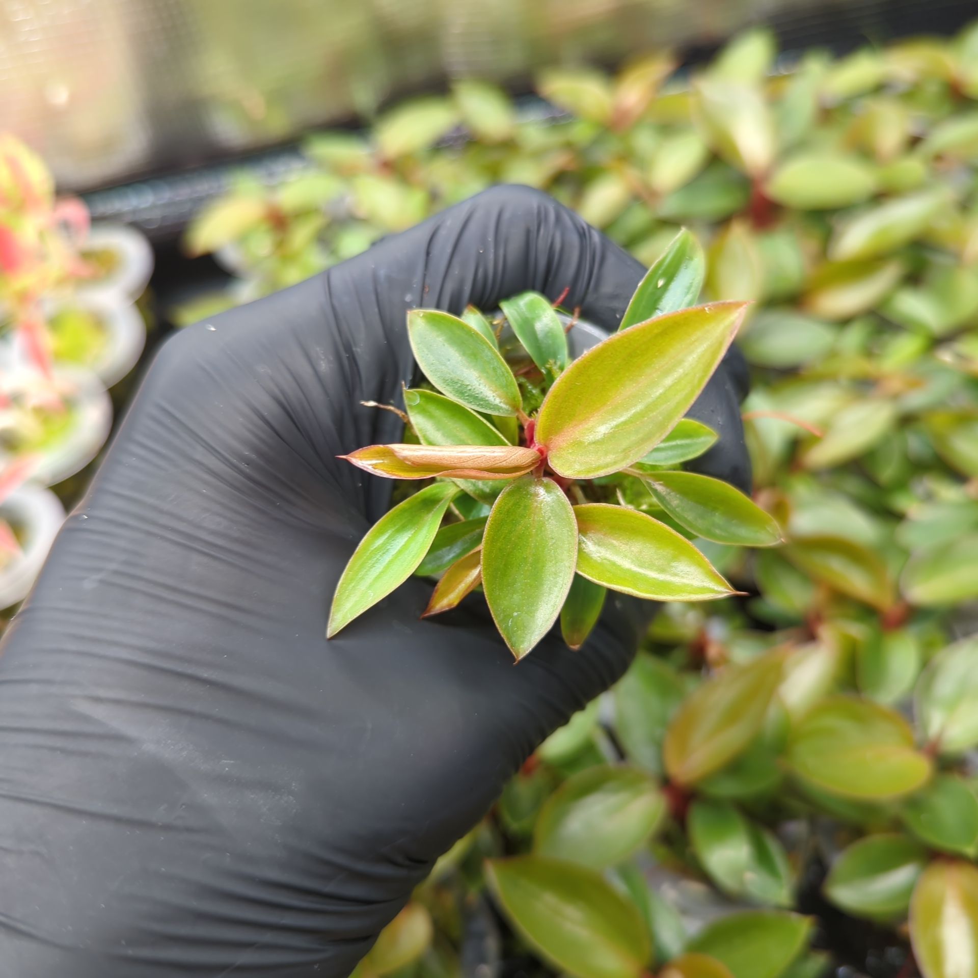 Baby Philodendron tatei Rojo Congo 2-3 shoots