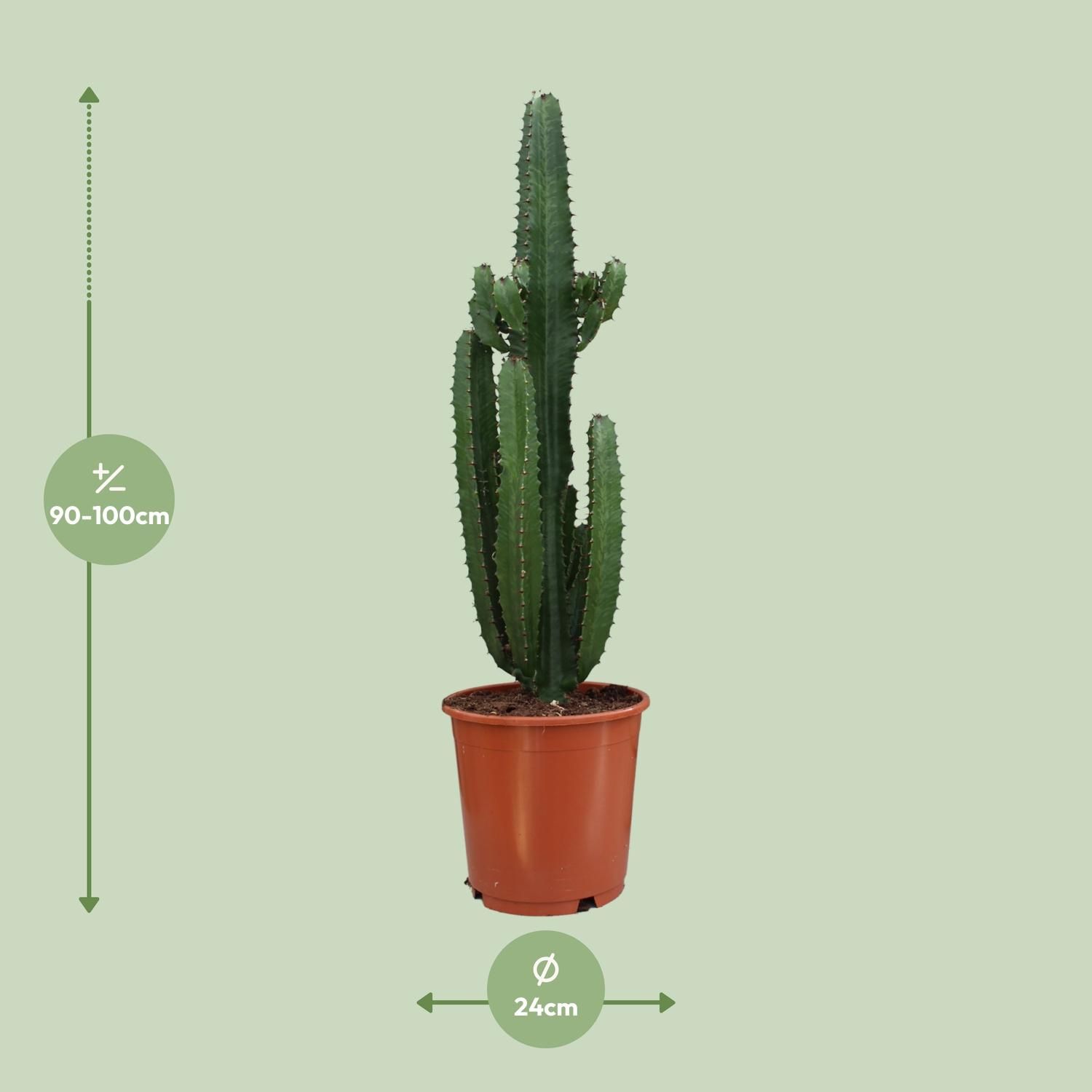 Euphorbia Acrurensis Zimmerpflanze