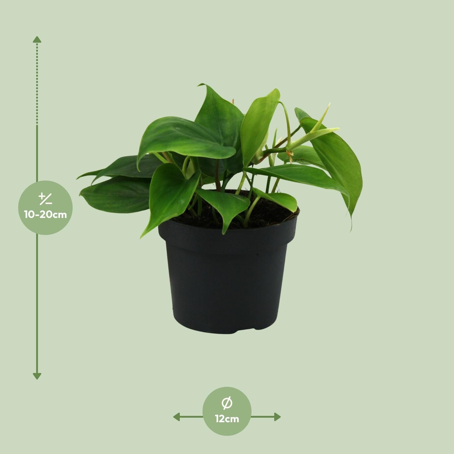 Philodendron Scandens Zimmerpflanze mit glänzenden Blättern