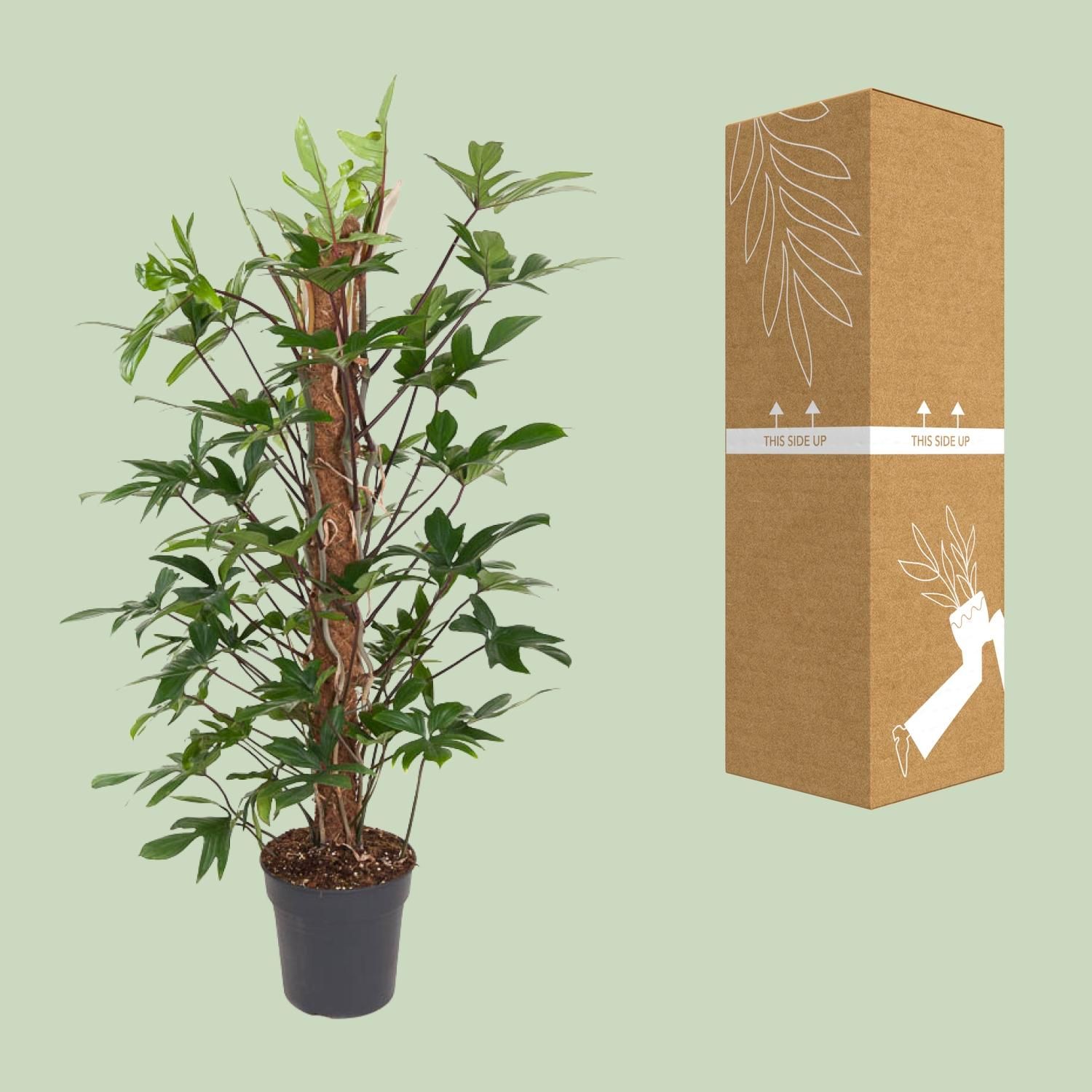 Philodendron Pedatum Zimmerpflanze