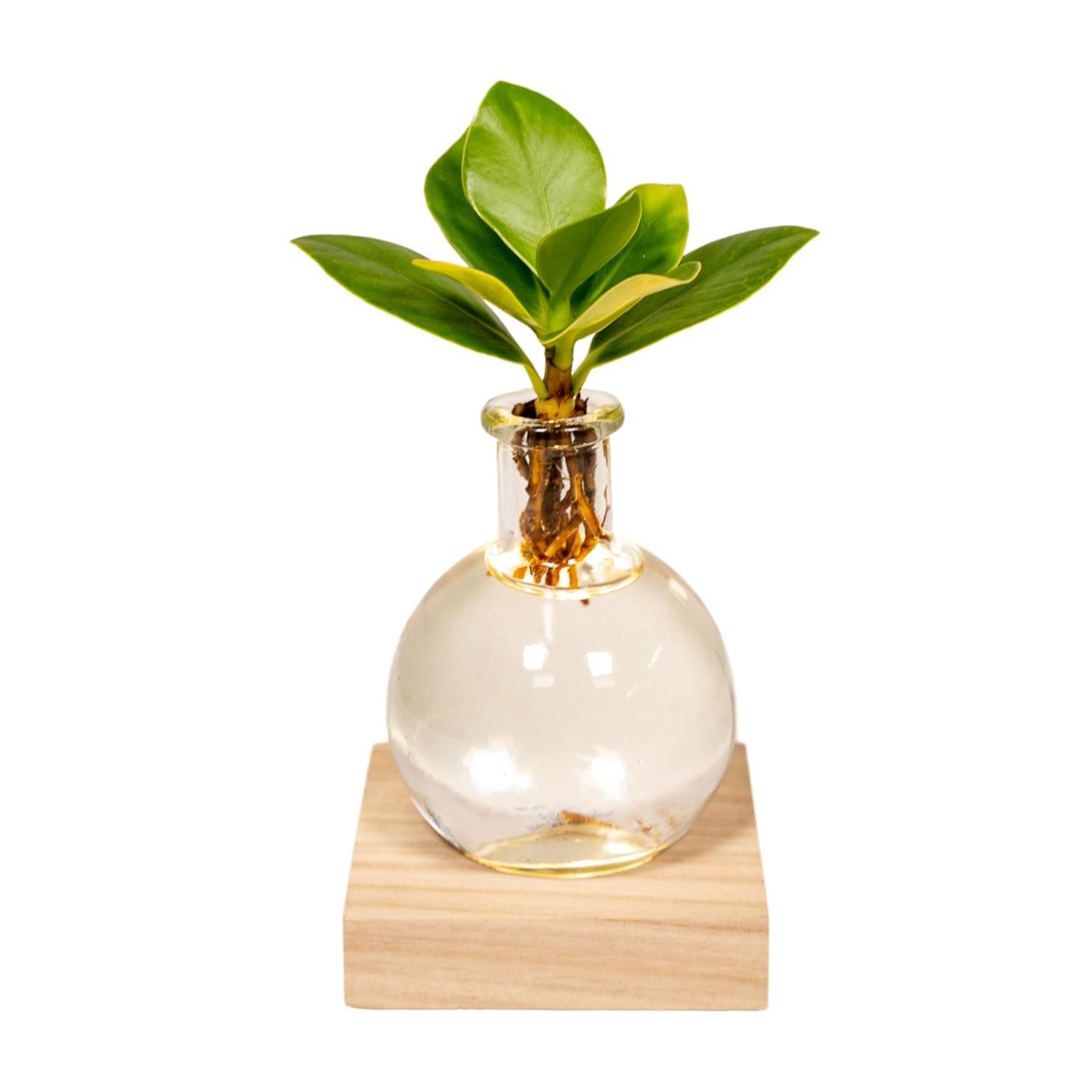 Clusia Hydroponie Pflanze in Samoa Glas mit LED