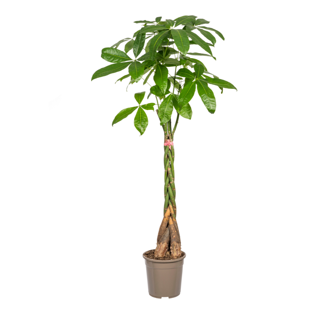 Pachira Aquatica 120-140cm | Ø24cm Topfgröße