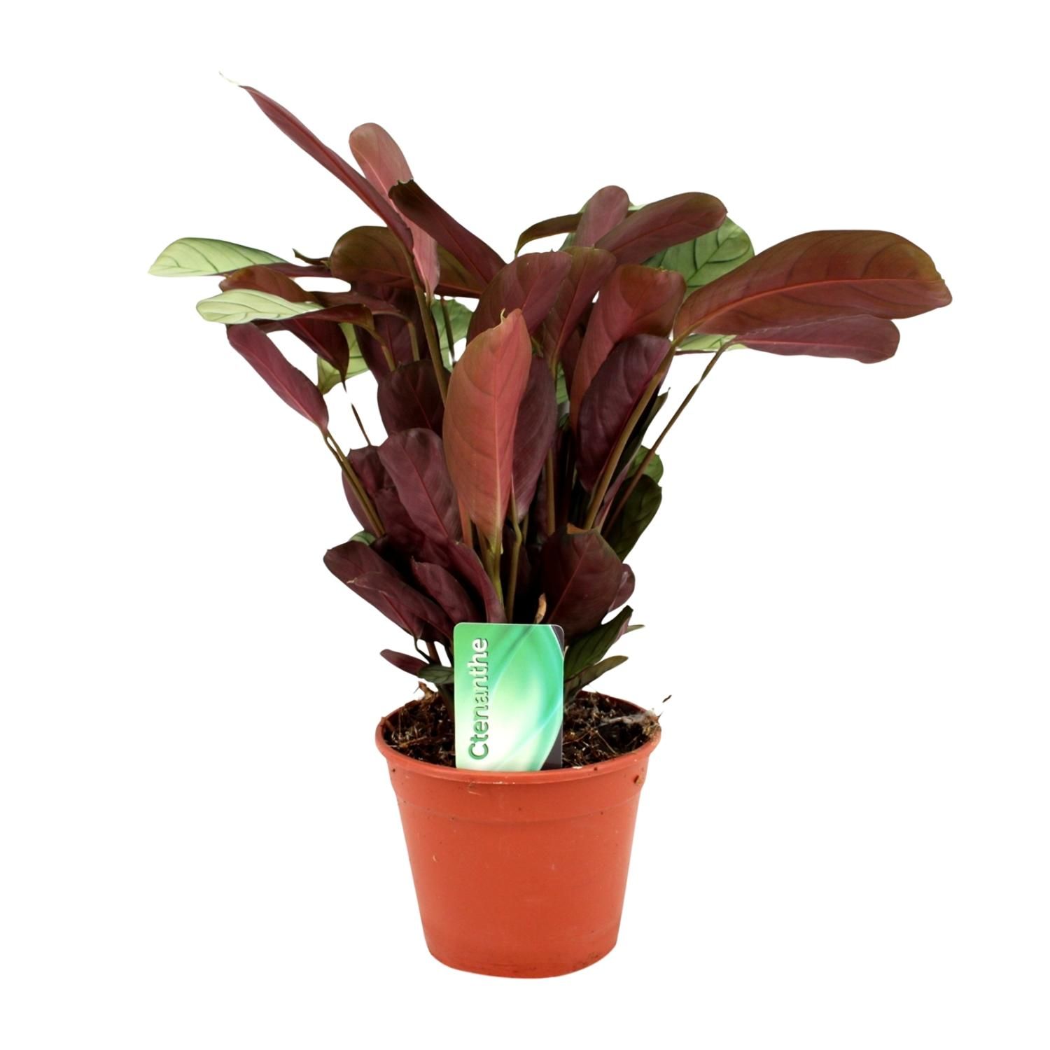 Ctenanthe Amagris Zimmerpflanze