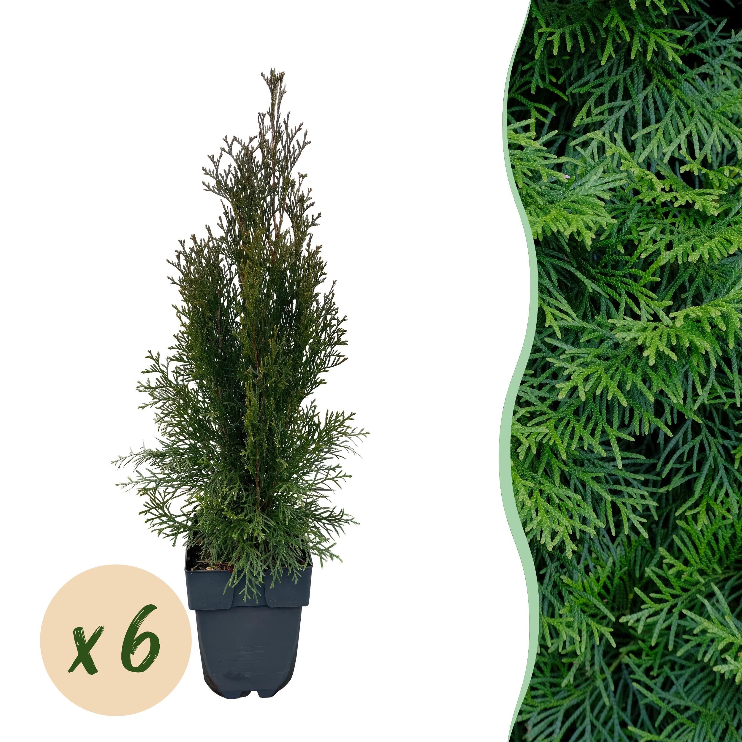 Heckenpflanzen – Thuja occidentalis Smaragd – immergrün | 6 Pflanzen