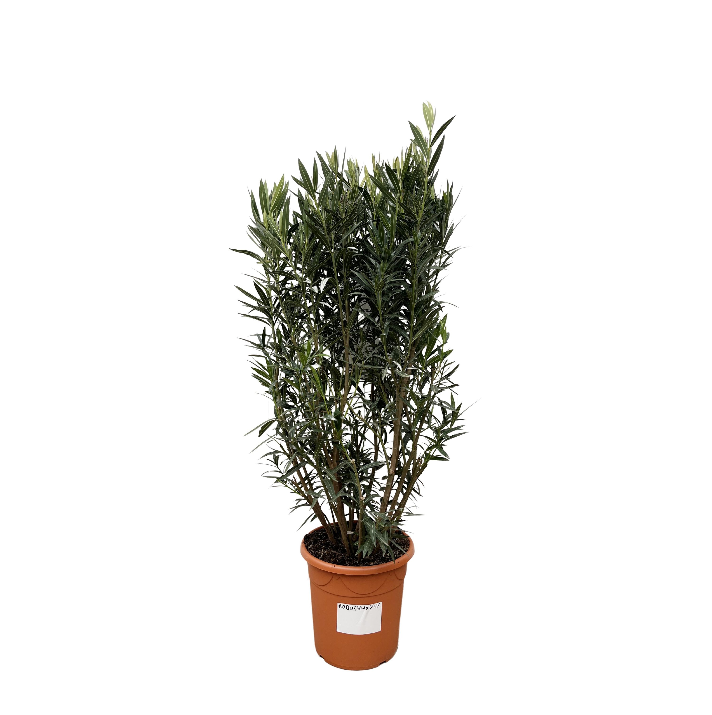 Nerium Oleander - Duftende Oleanderpflanze