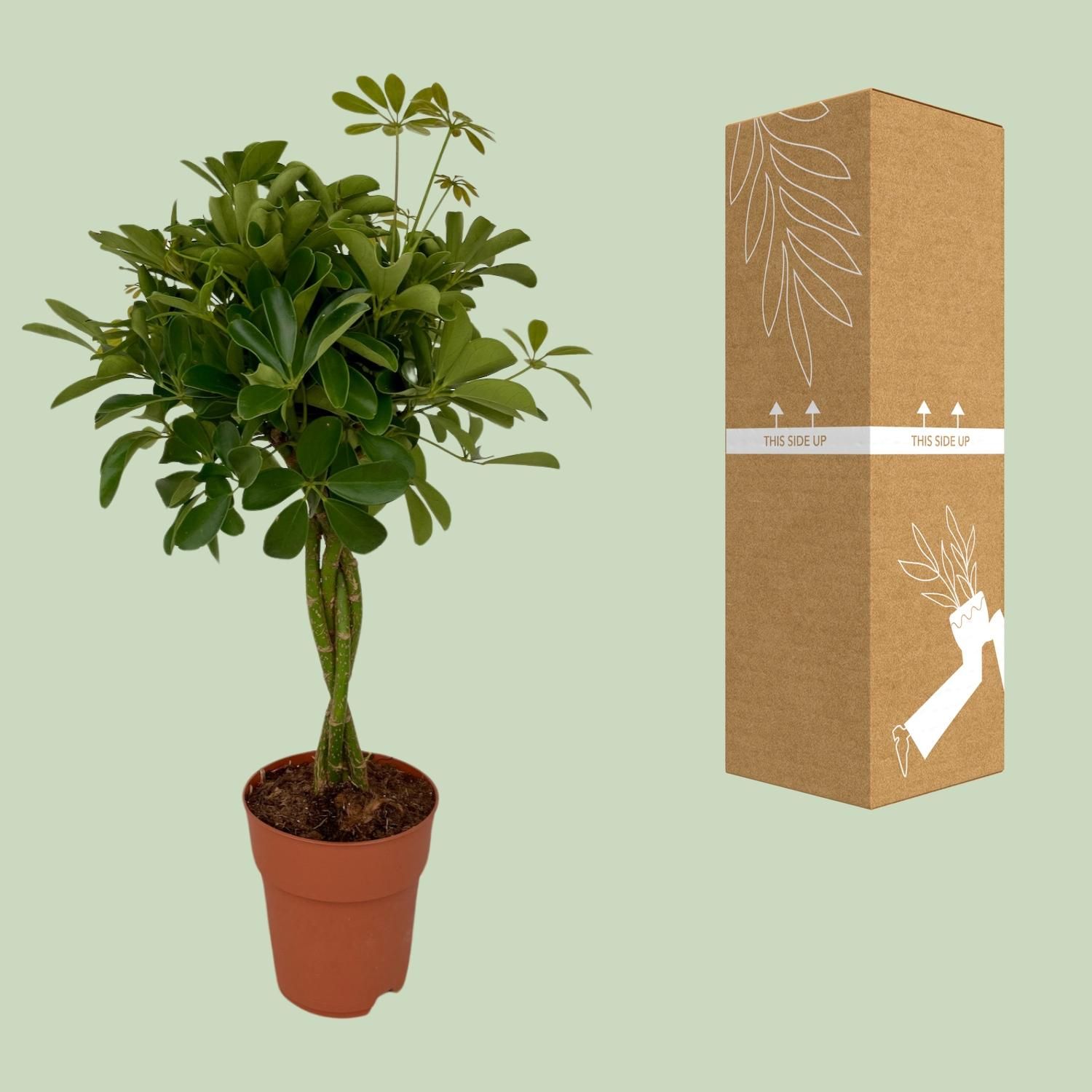 Schefflera Compacta – Ø19cm – ↕80cm – Zimmerpflanze